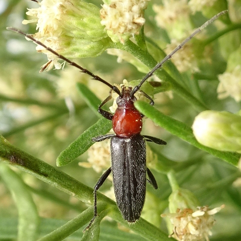 Stenosphenus