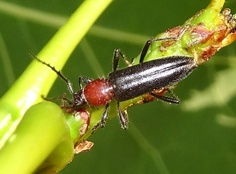 Stenosphenus