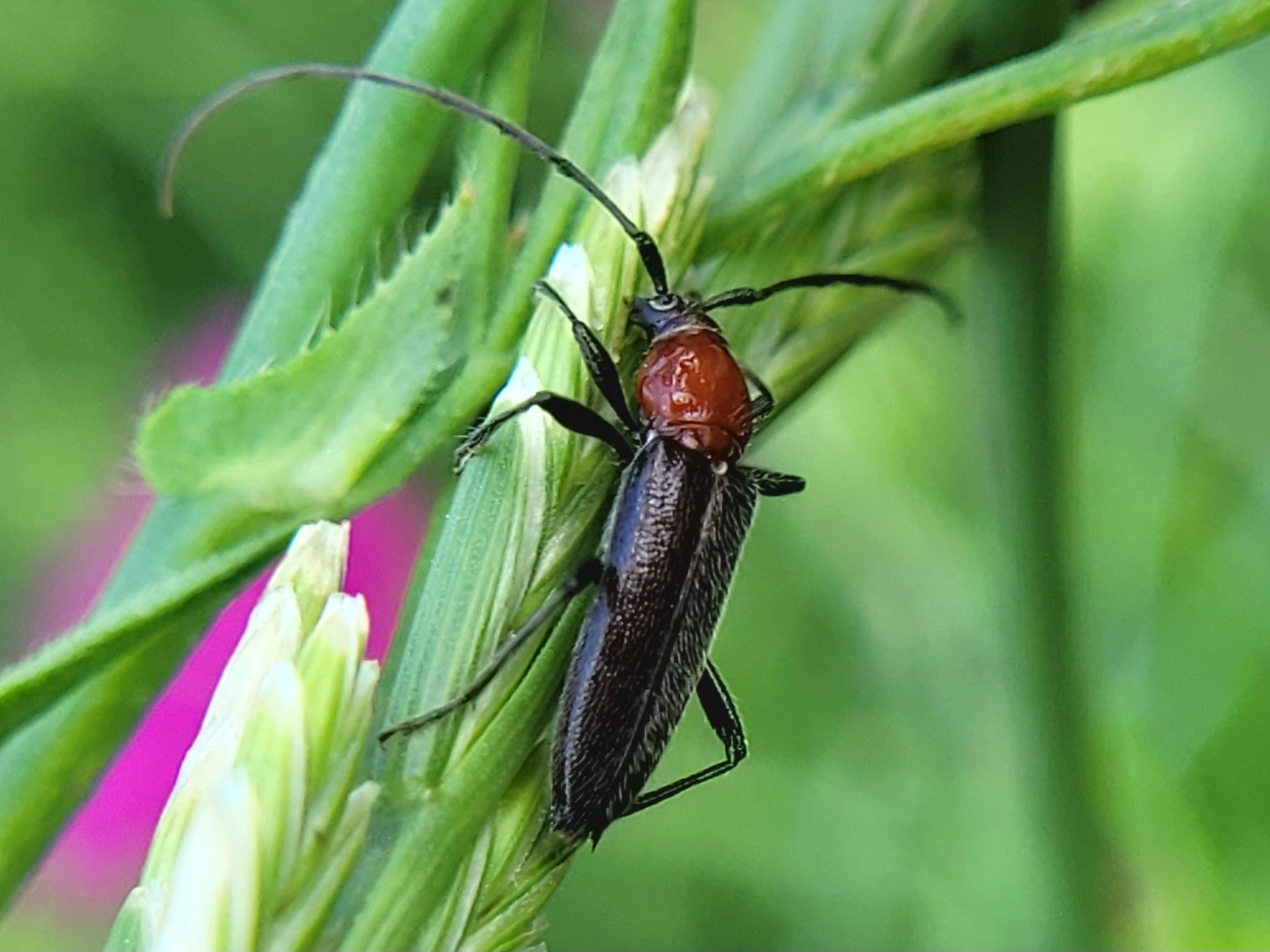 Stenosphenus