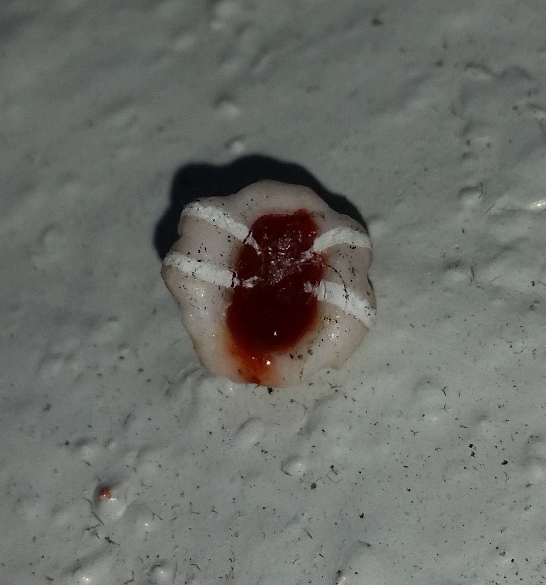 Ceroplastes floridensis
