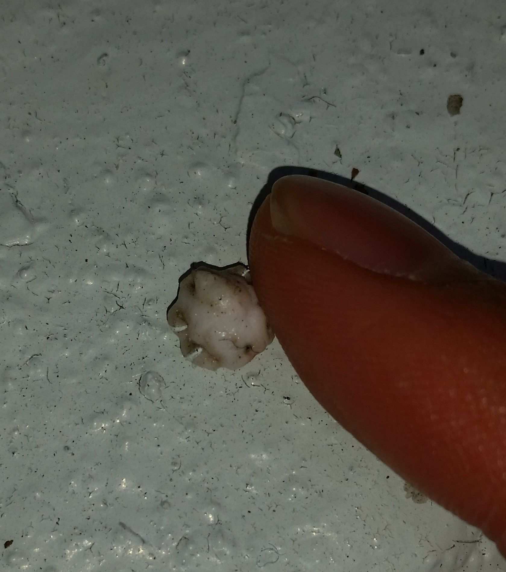 Ceroplastes floridensis