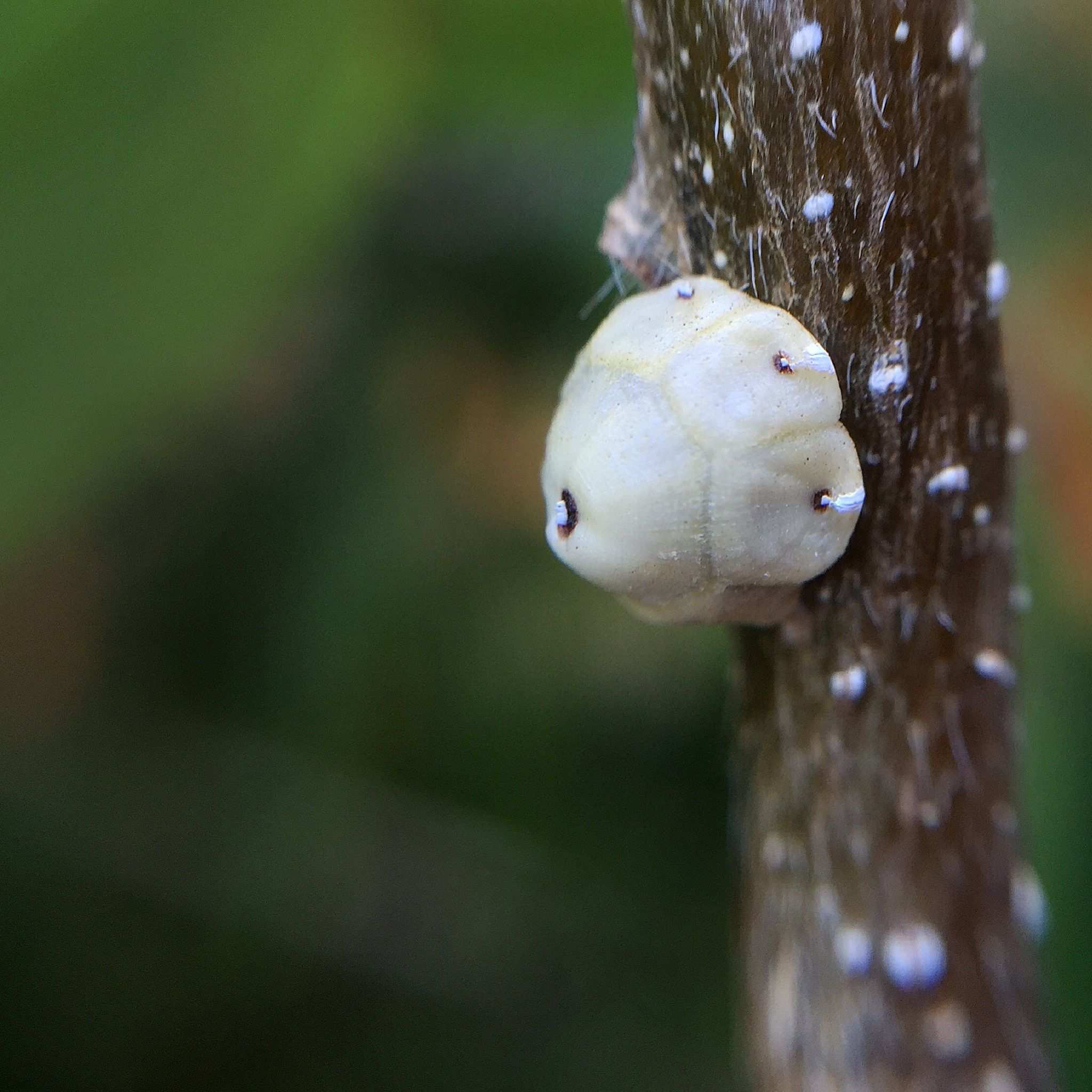 Ceroplastes floridensis