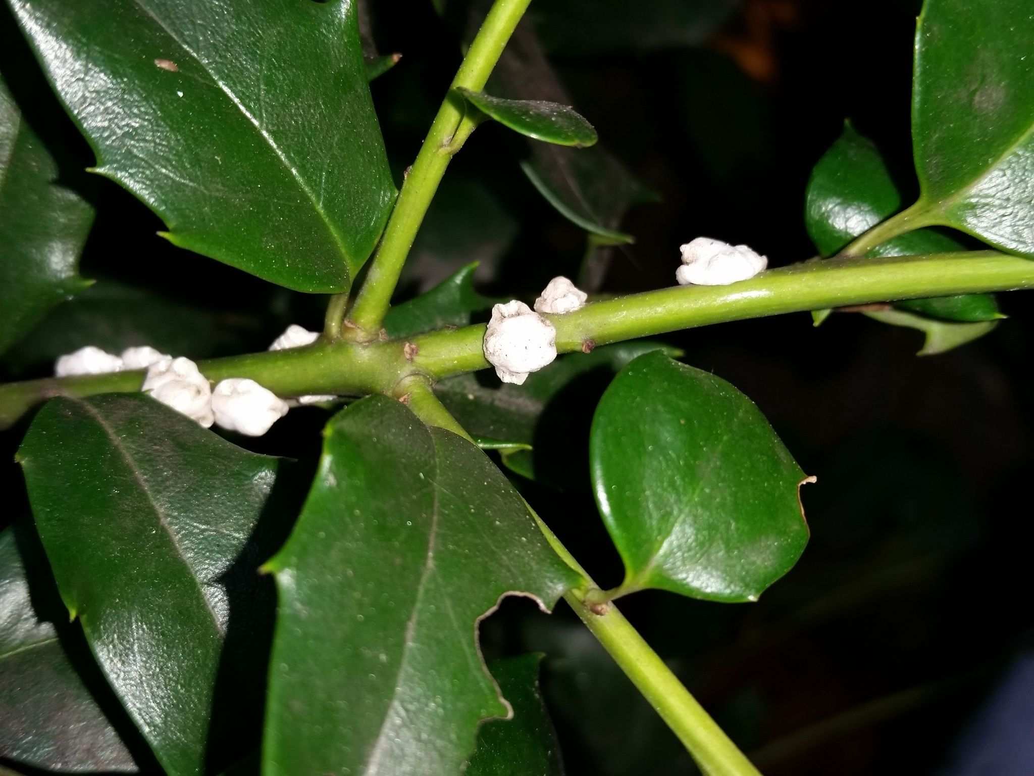 Ceroplastes floridensis