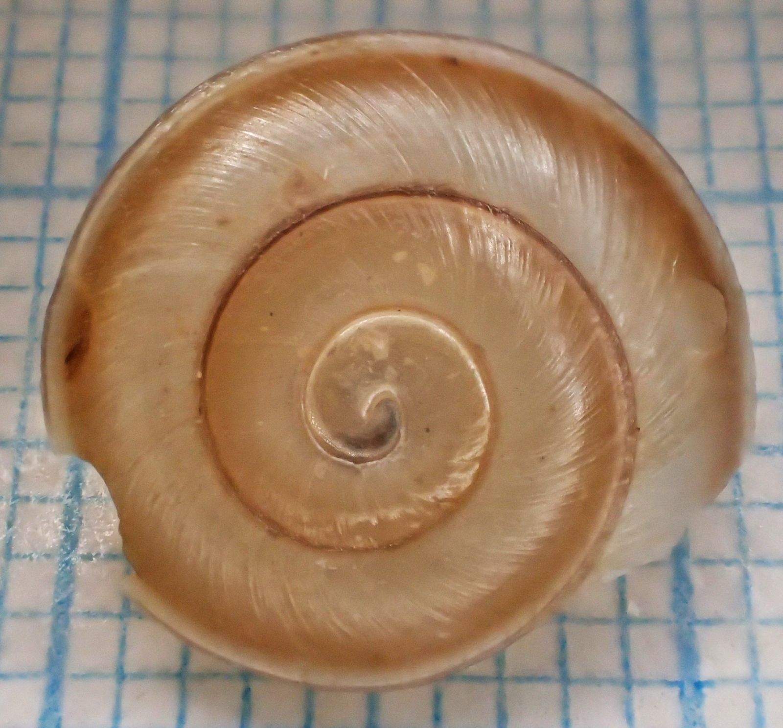 Pleurodonte isabella