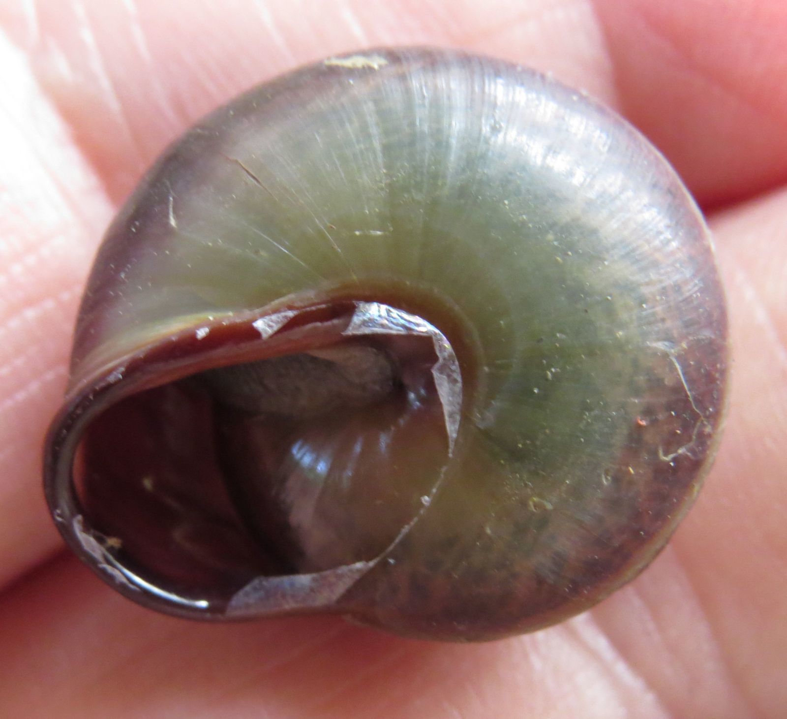 Pleurodonte isabella