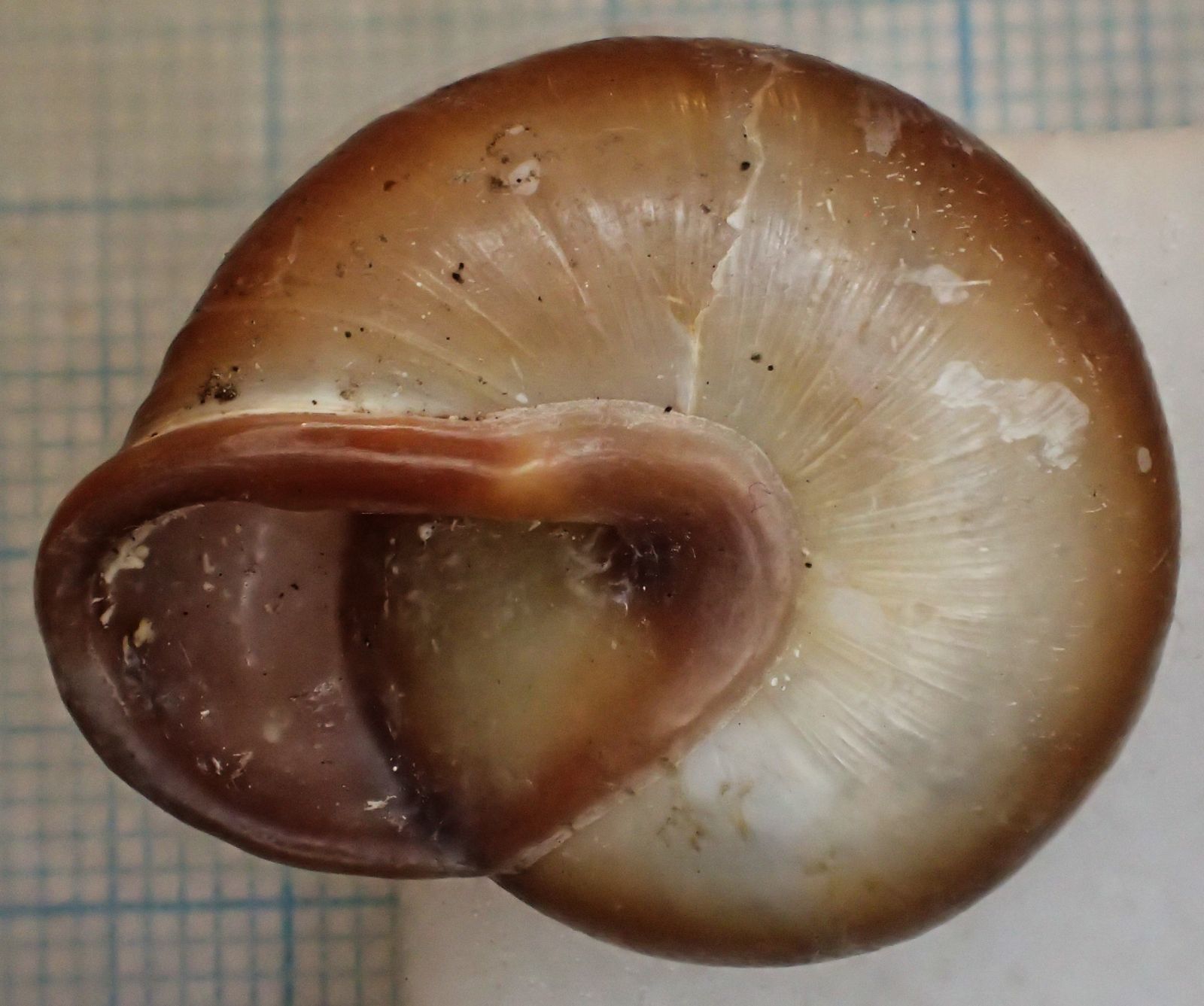 Pleurodonte isabella