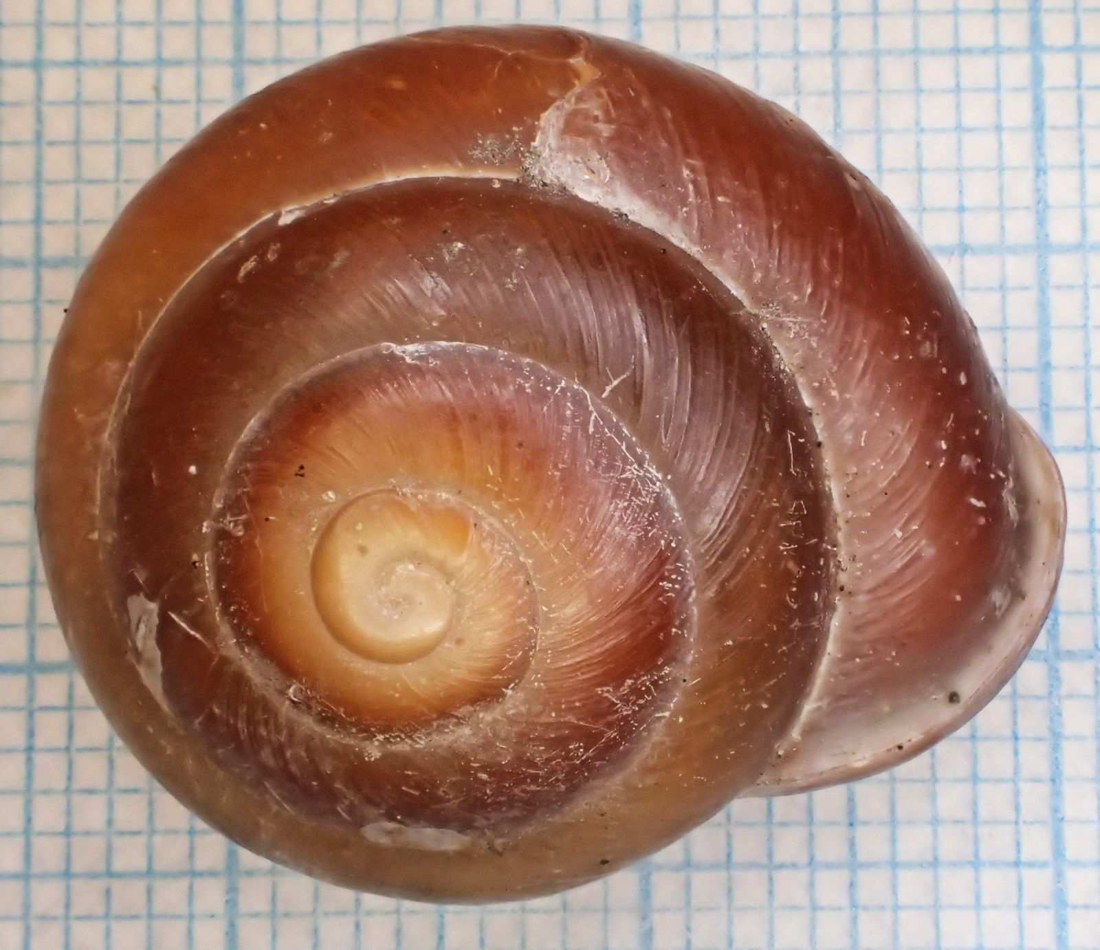 Pleurodonte isabella