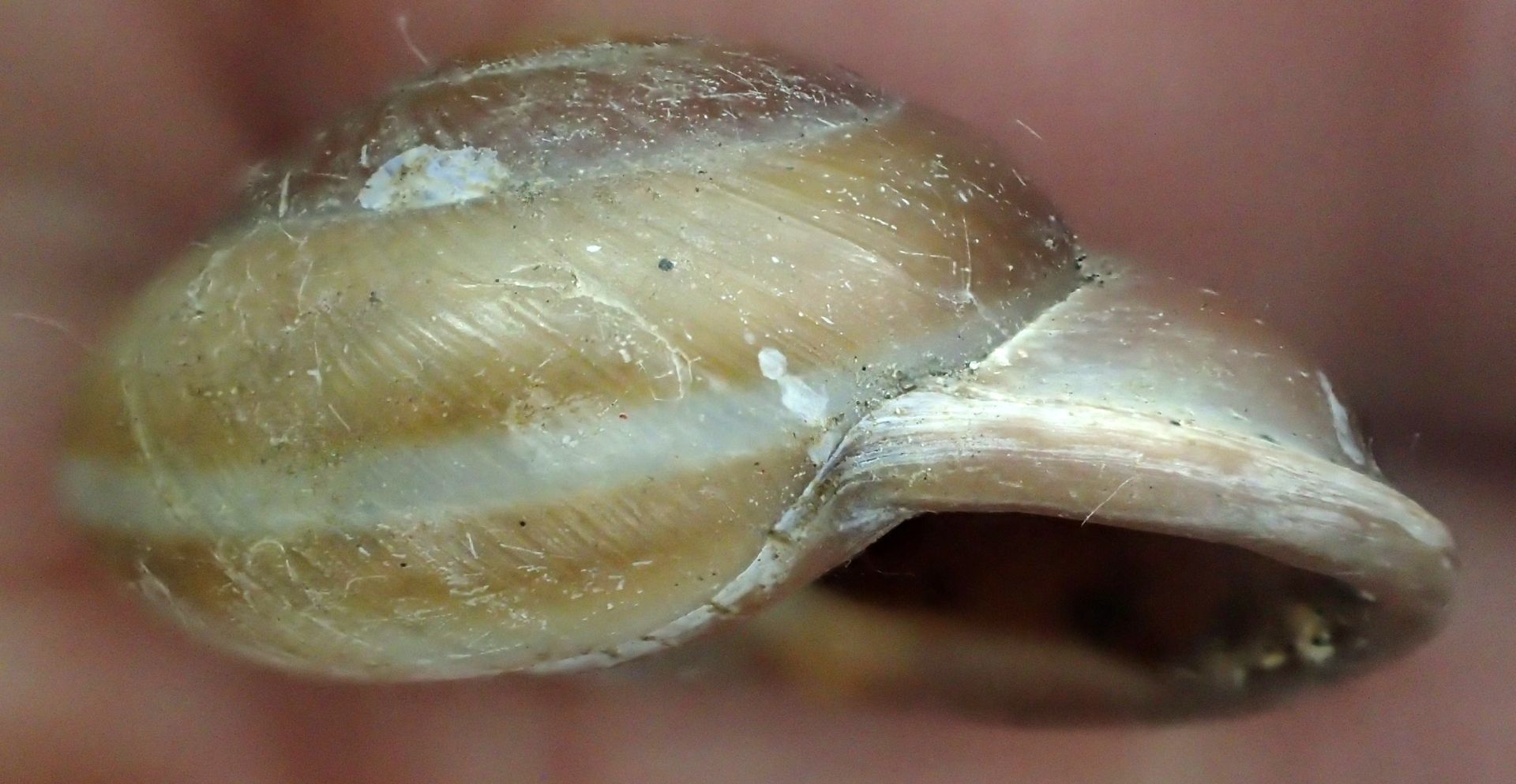 Pleurodonte isabella
