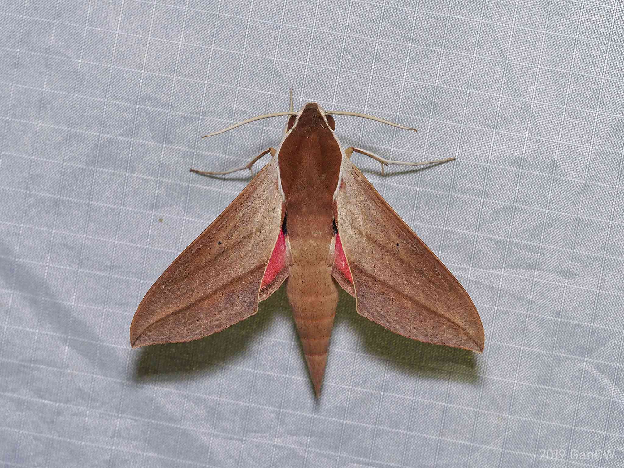 Theretra alecto