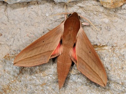 Theretra alecto
