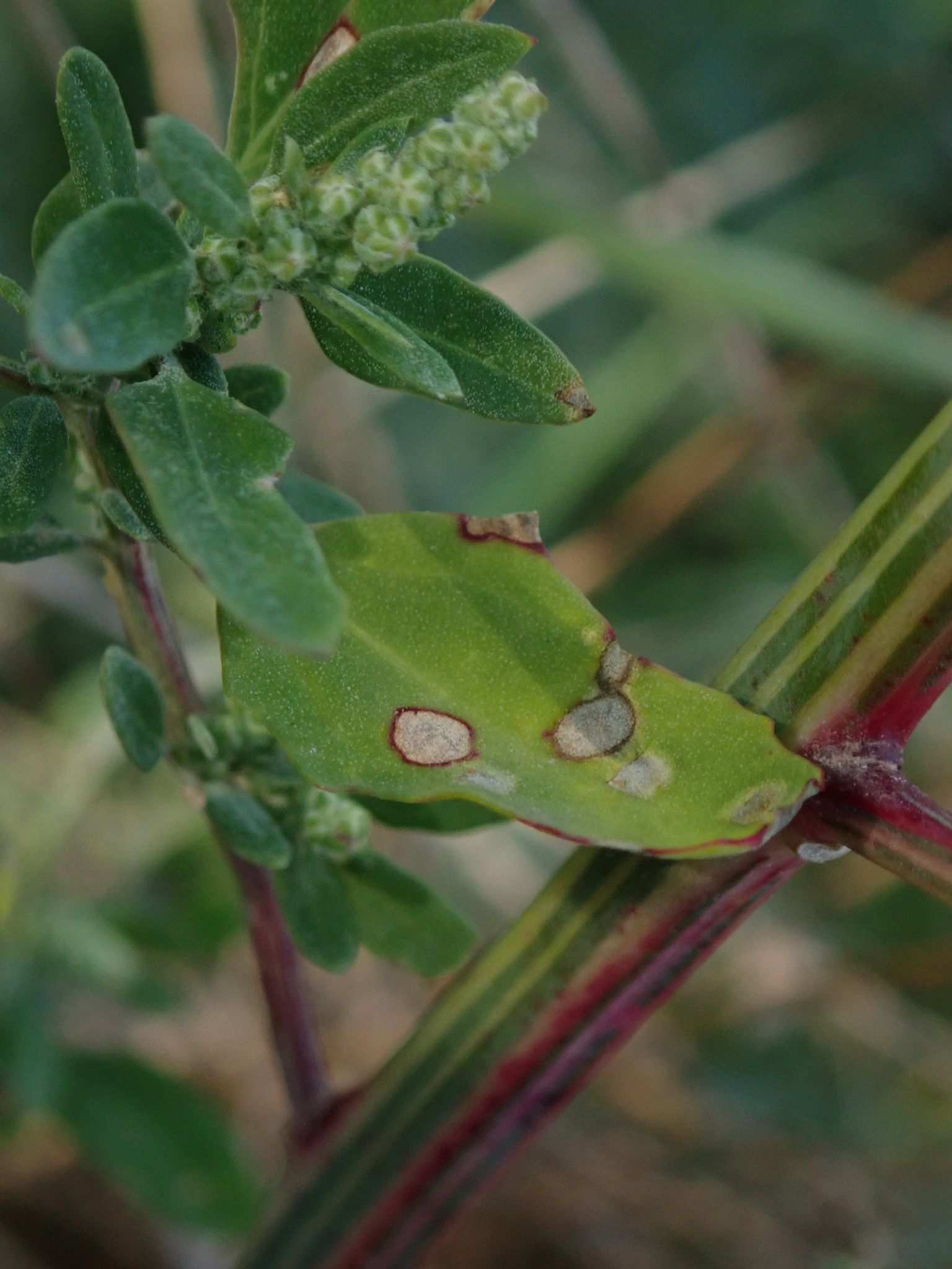 Cercospora dubia