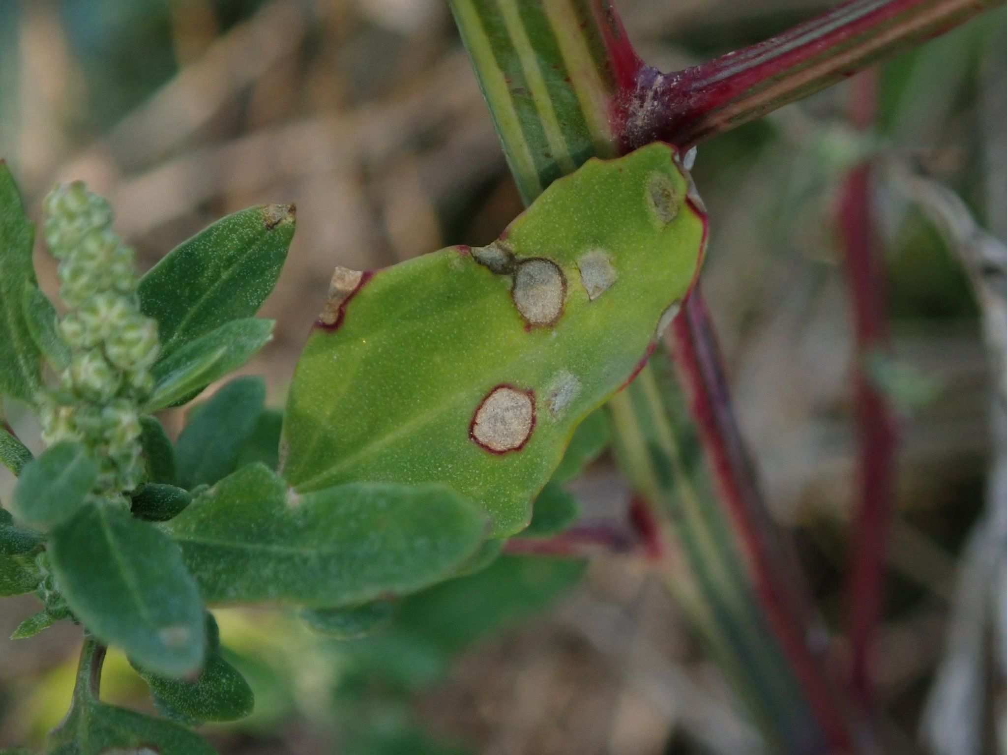 Cercospora dubia