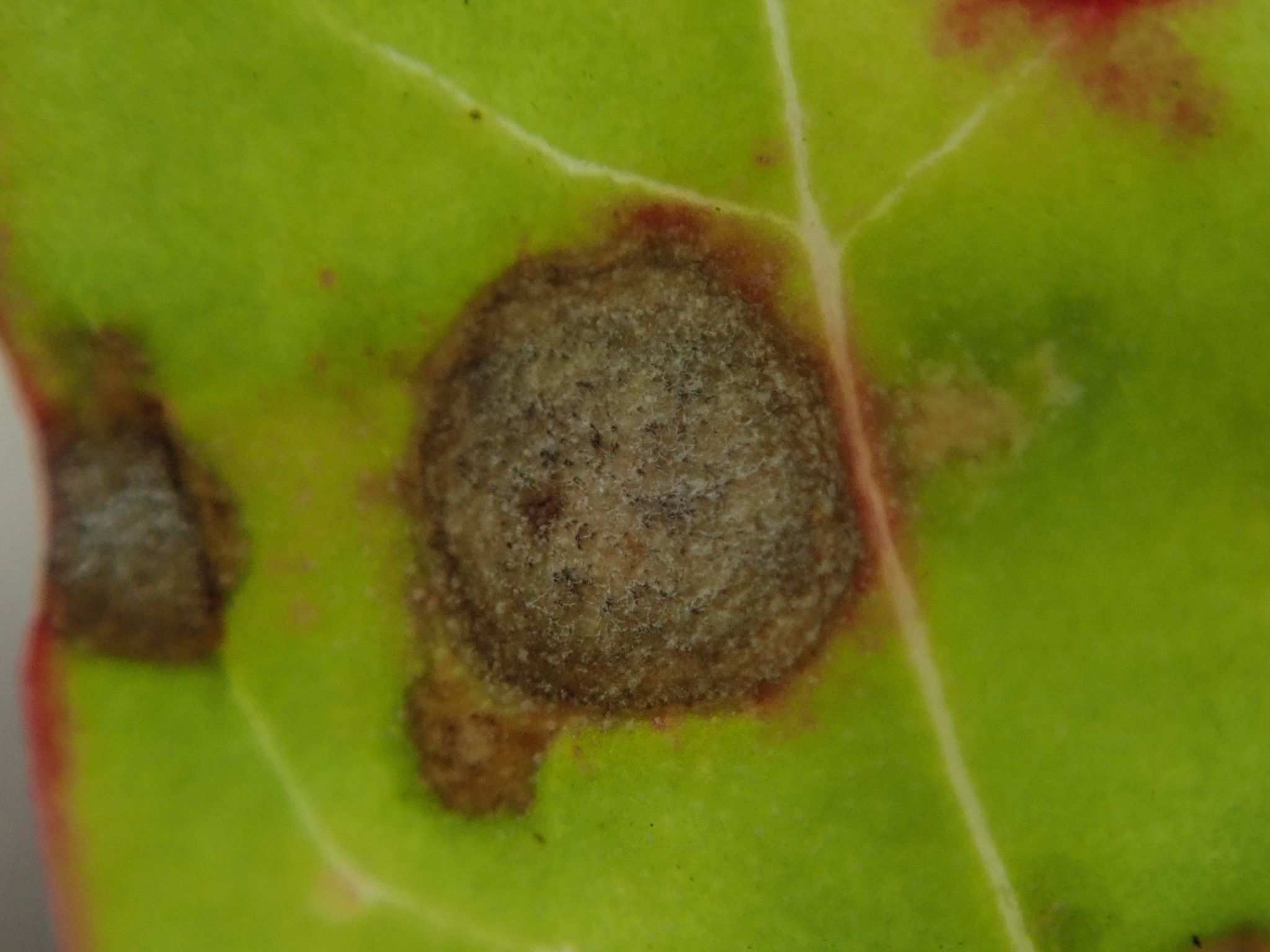 Cercospora dubia