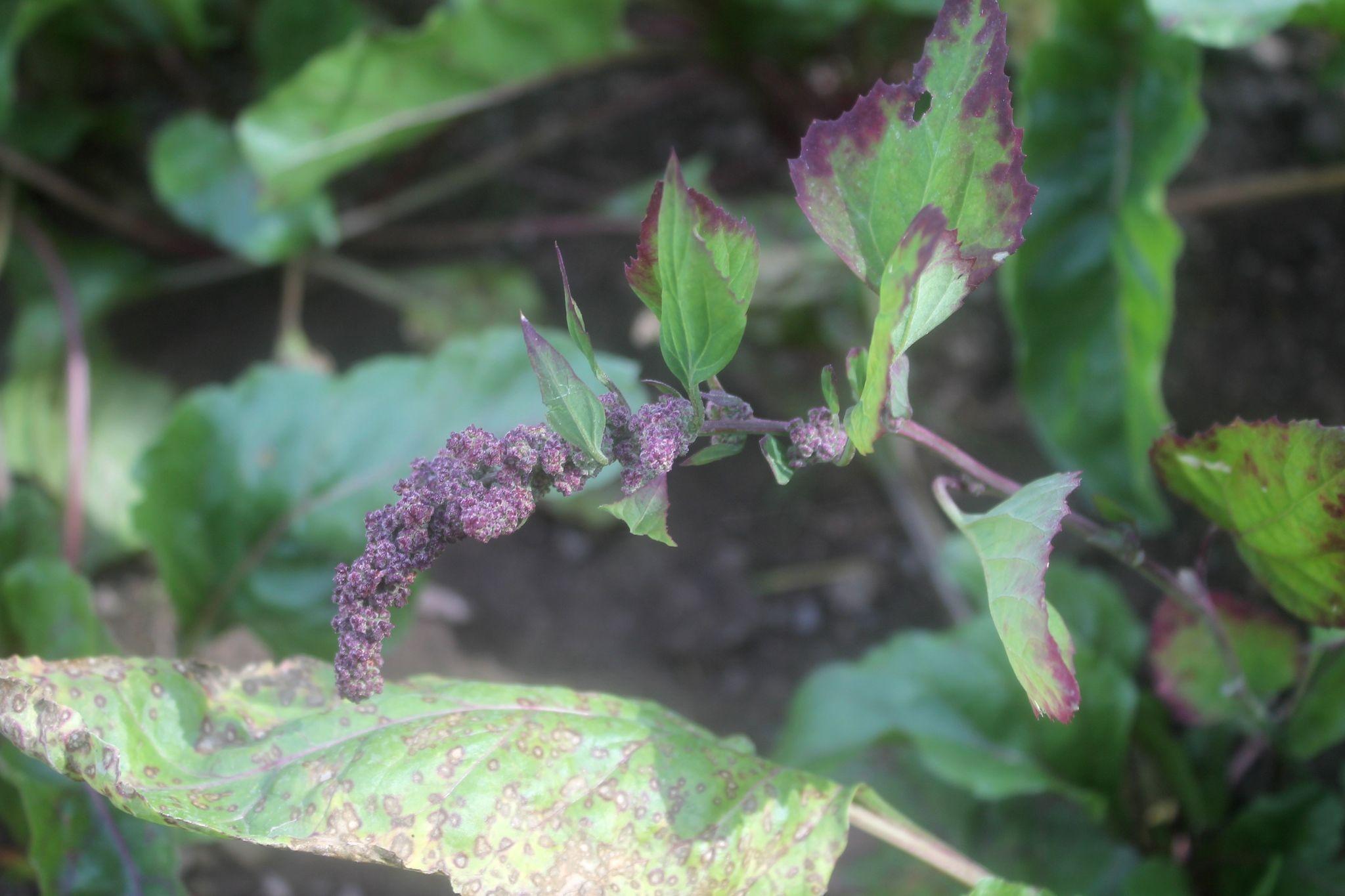 Cercospora dubia