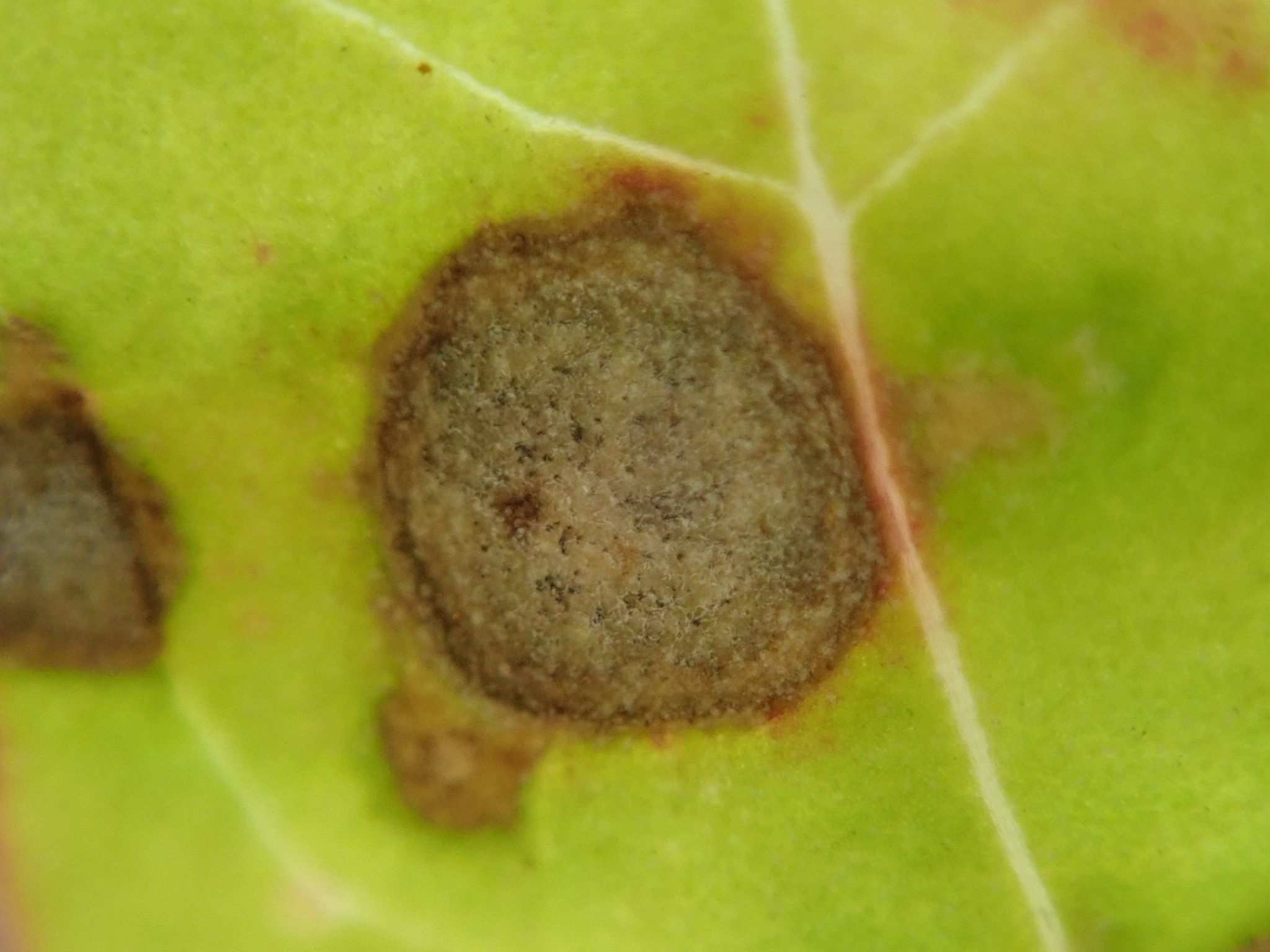 Cercospora dubia