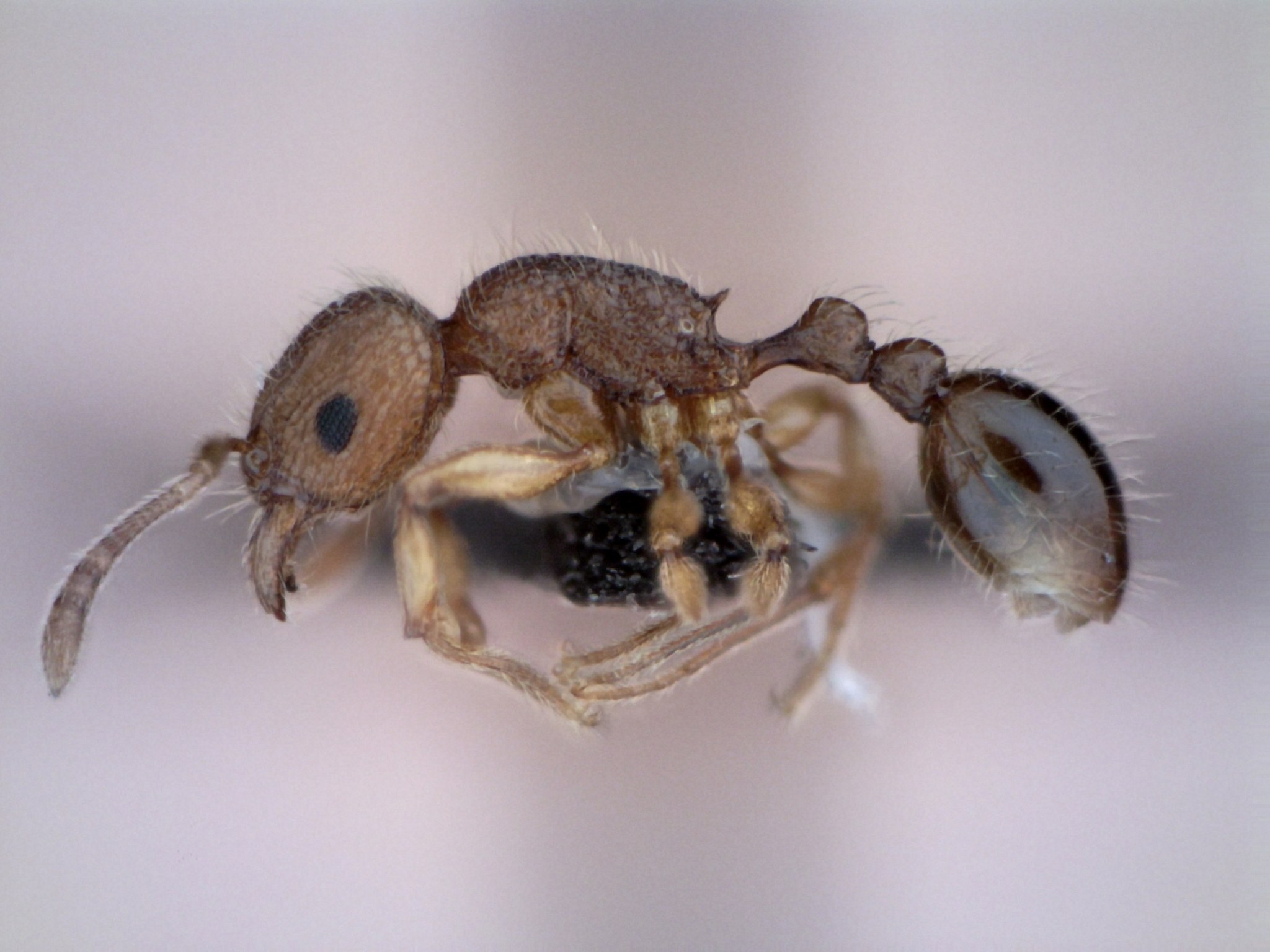 Tetramorium tonganum
