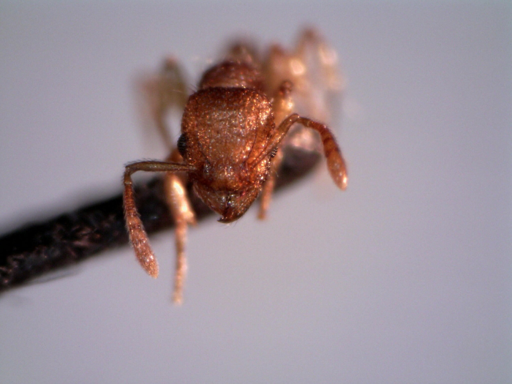 Tetramorium tonganum