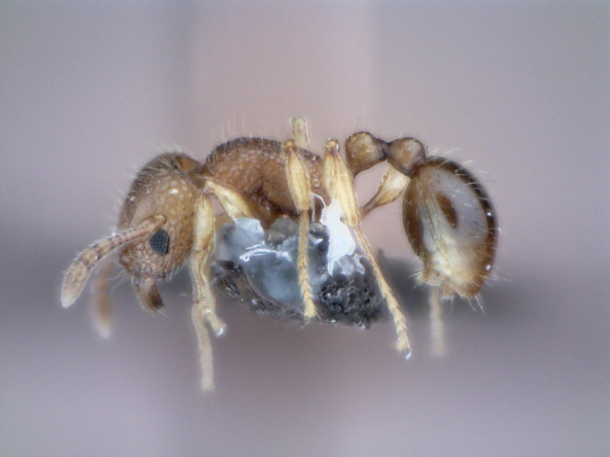 Tetramorium tonganum