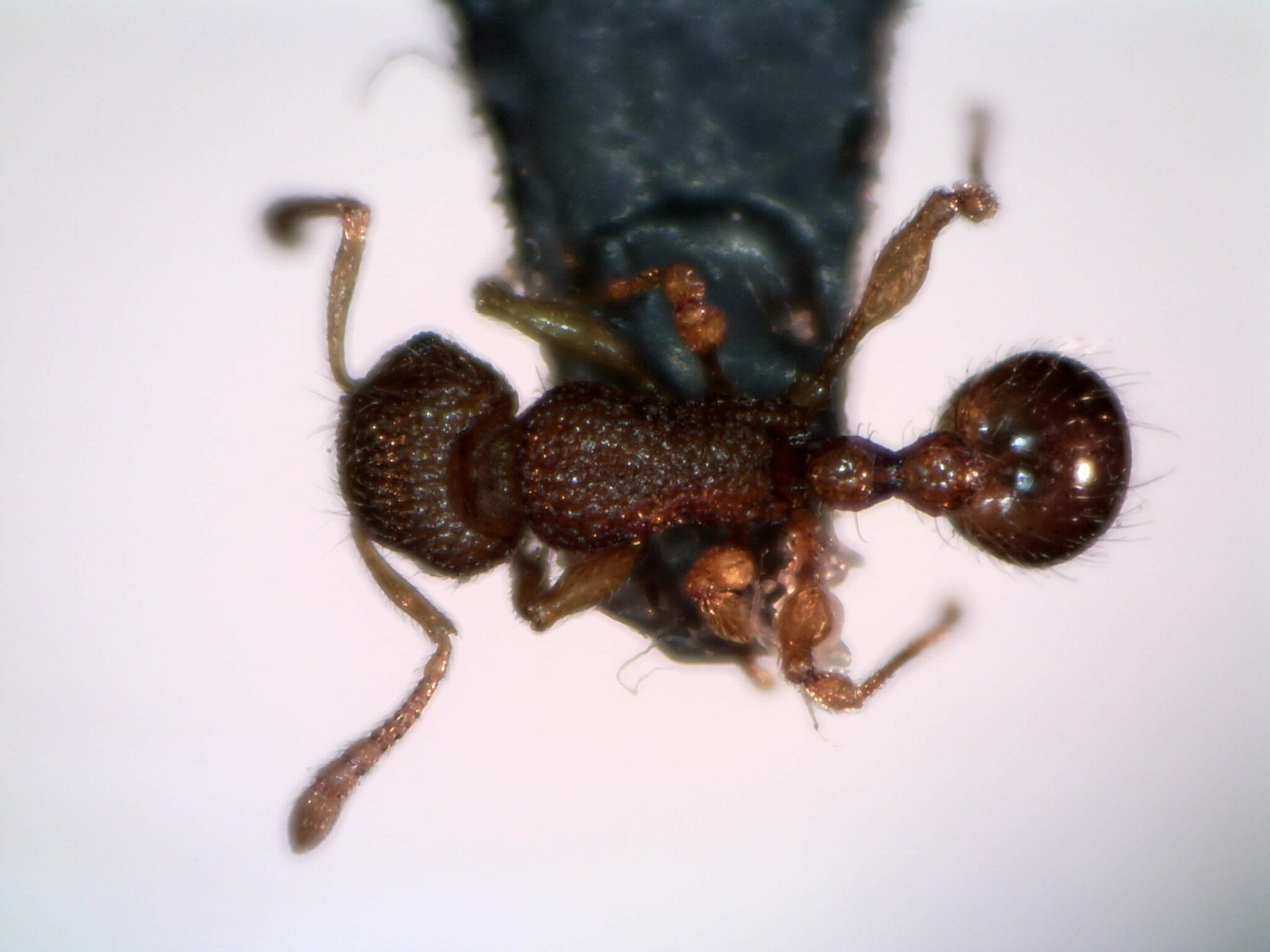 Tetramorium tonganum