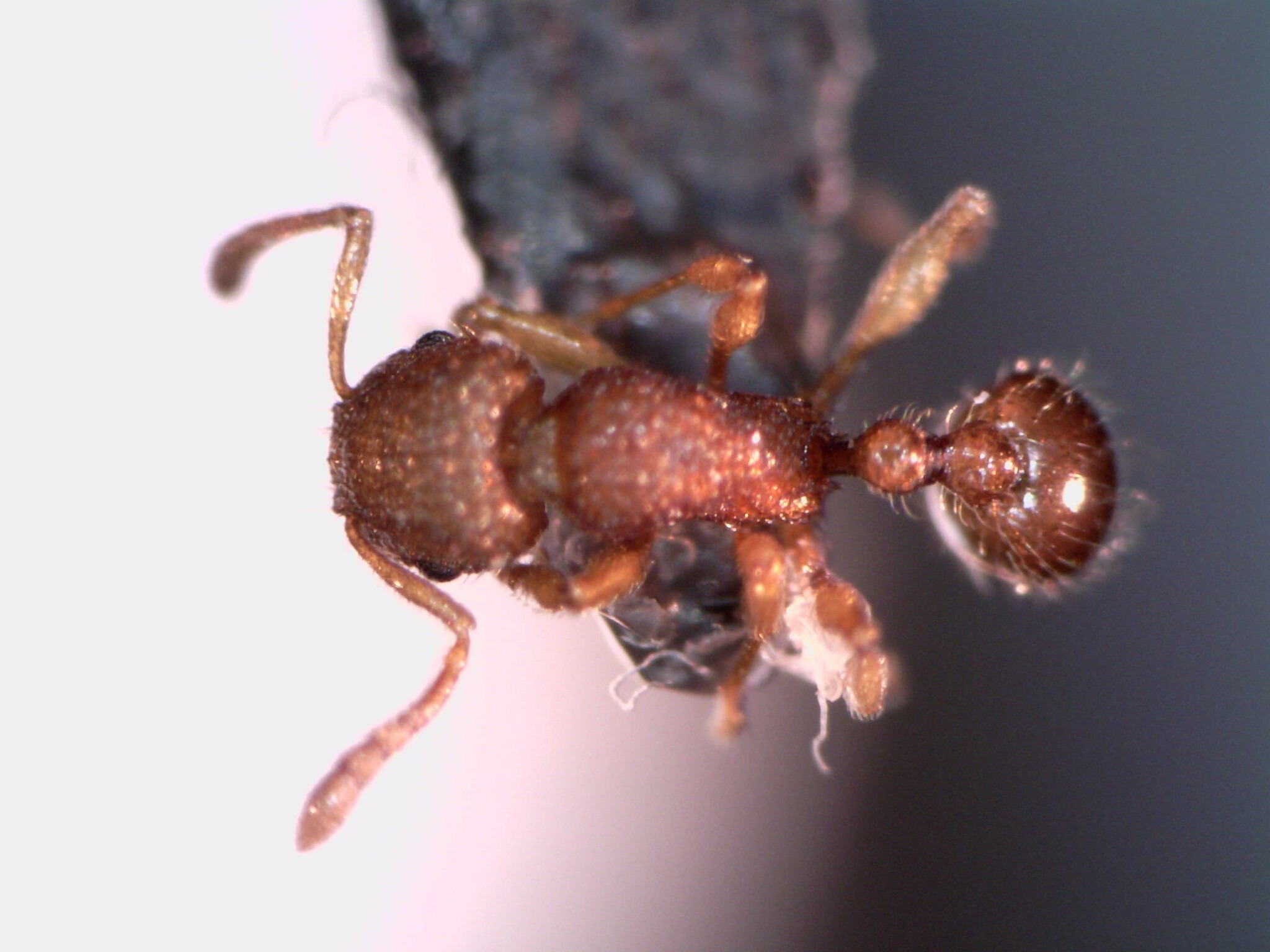 Tetramorium tonganum