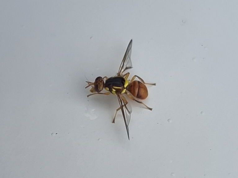 Bactrocera musae