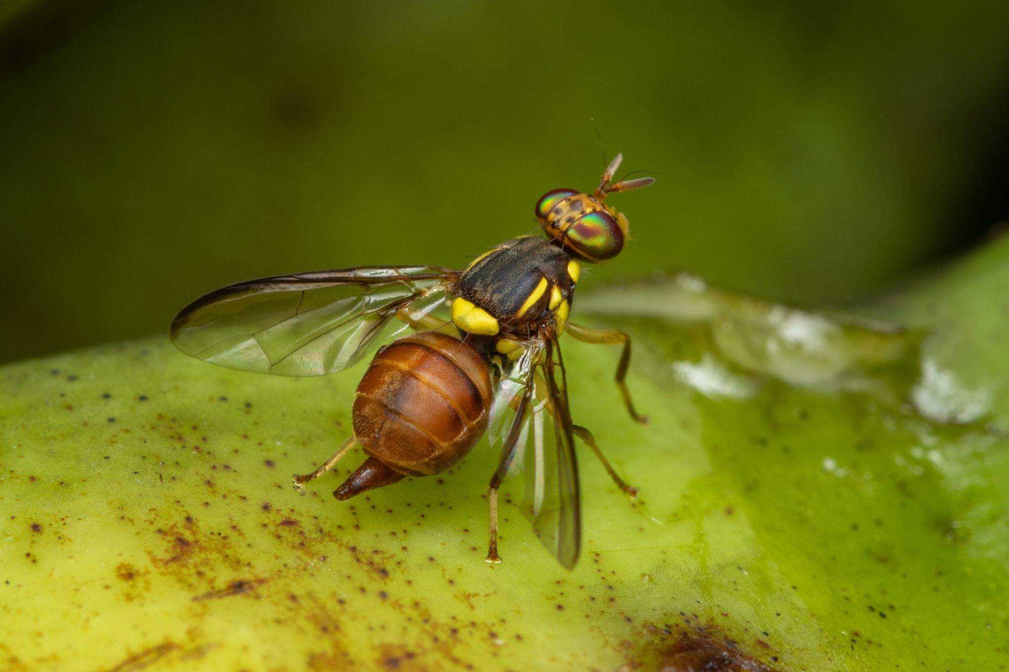 Bactrocera musae
