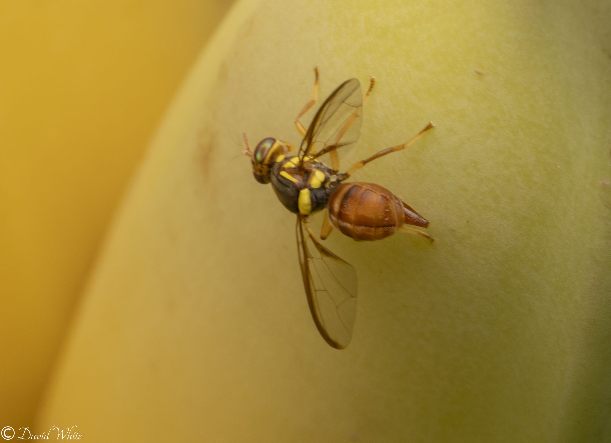 Bactrocera musae