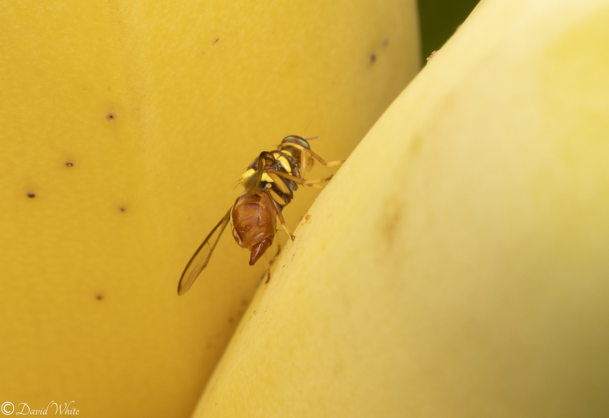 Bactrocera musae