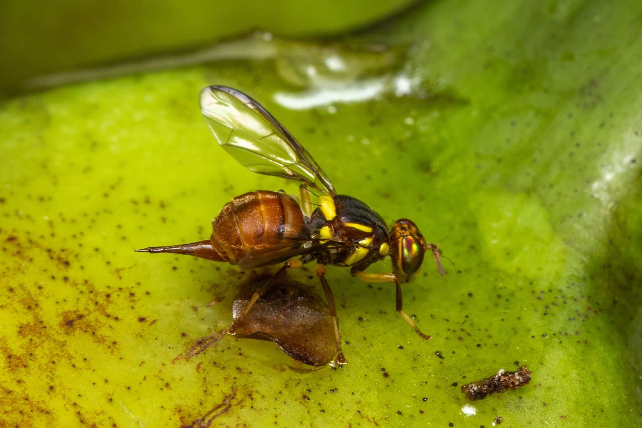 Bactrocera musae
