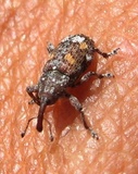Pissodes nemorensis