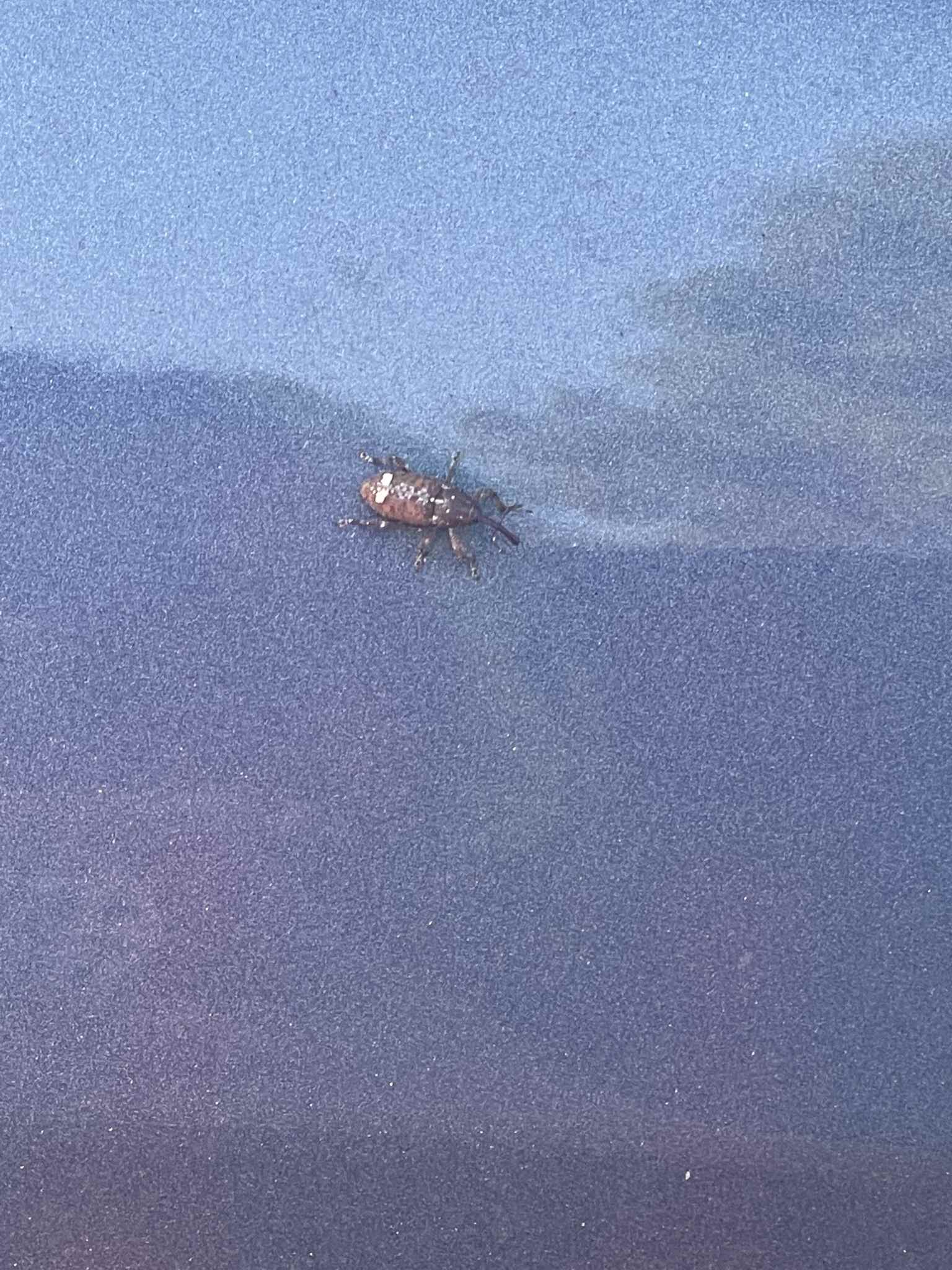 Pissodes nemorensis