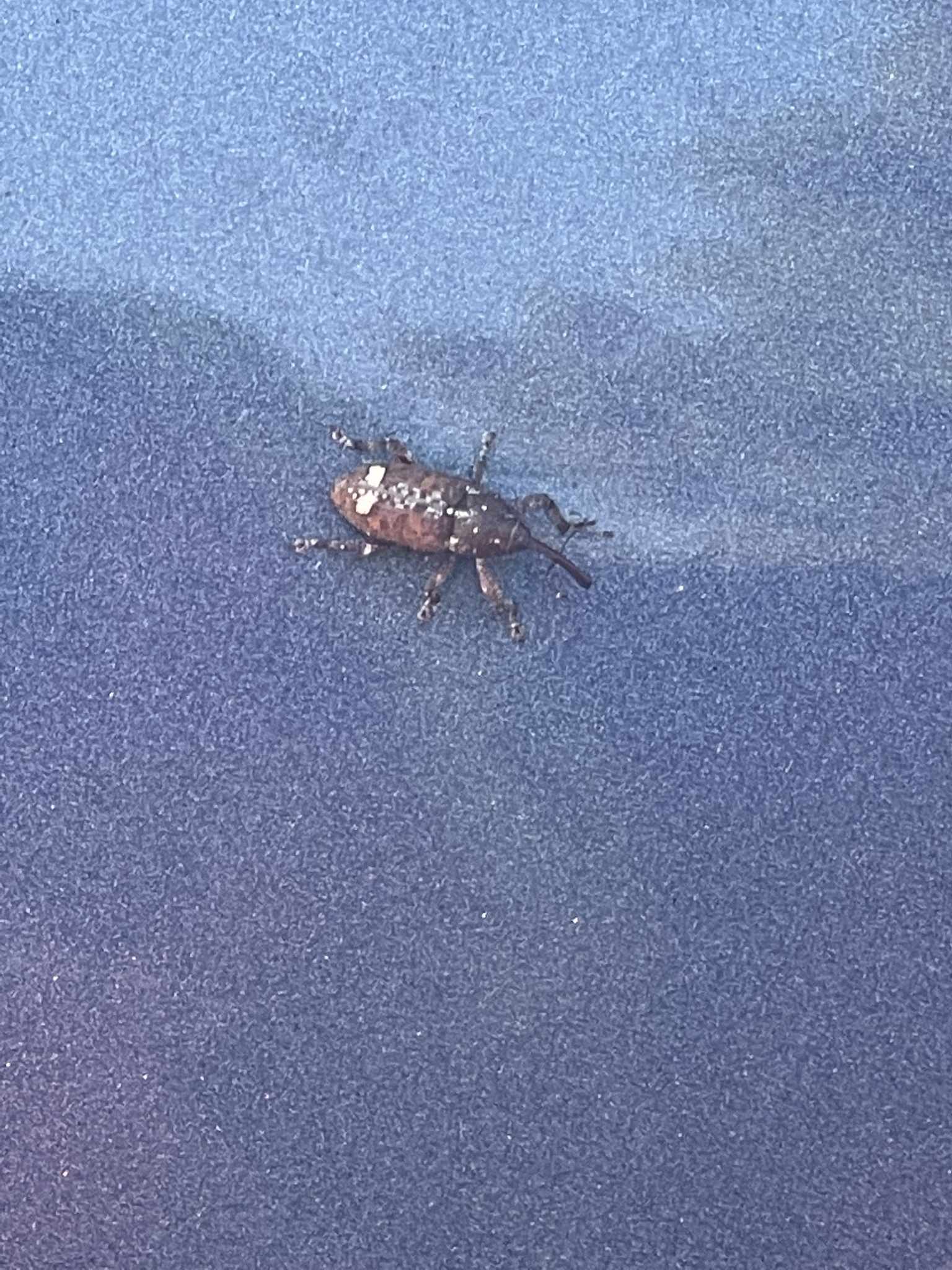 Pissodes nemorensis