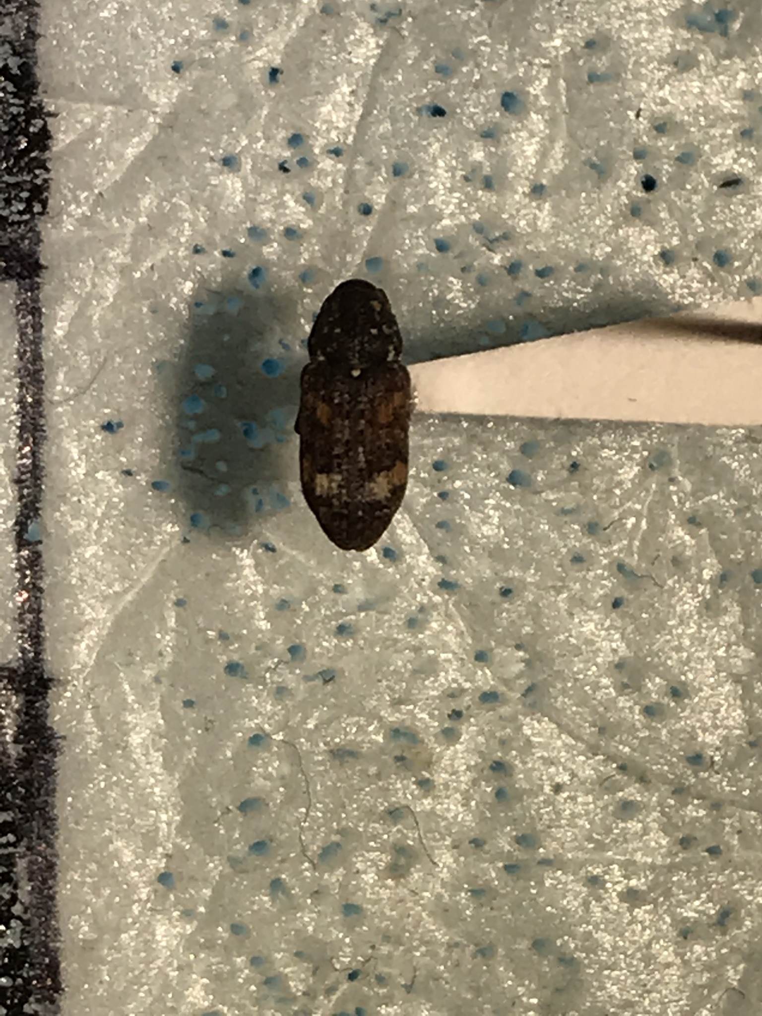 Pissodes nemorensis