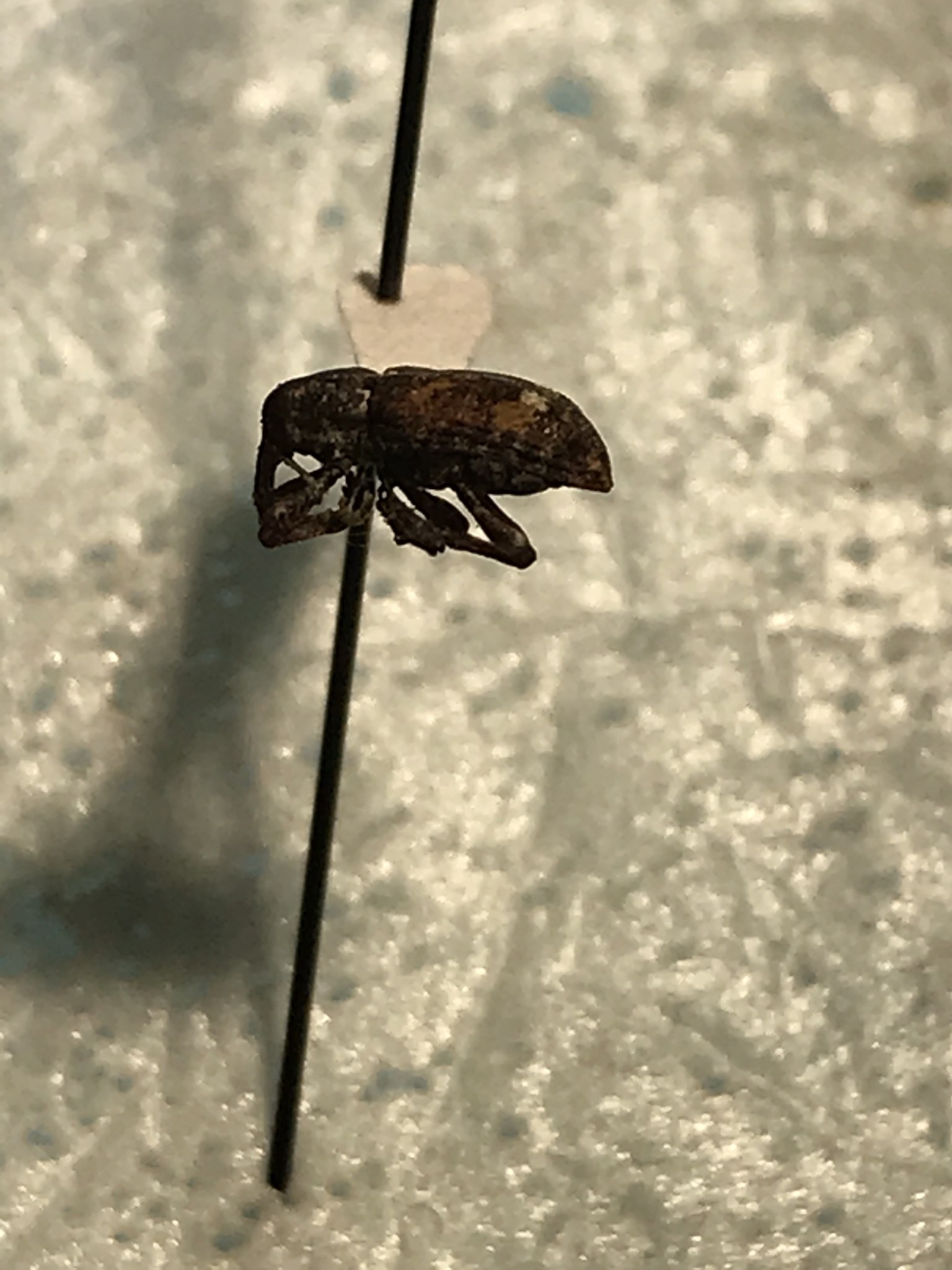 Pissodes nemorensis