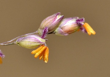 Panicum coloratum