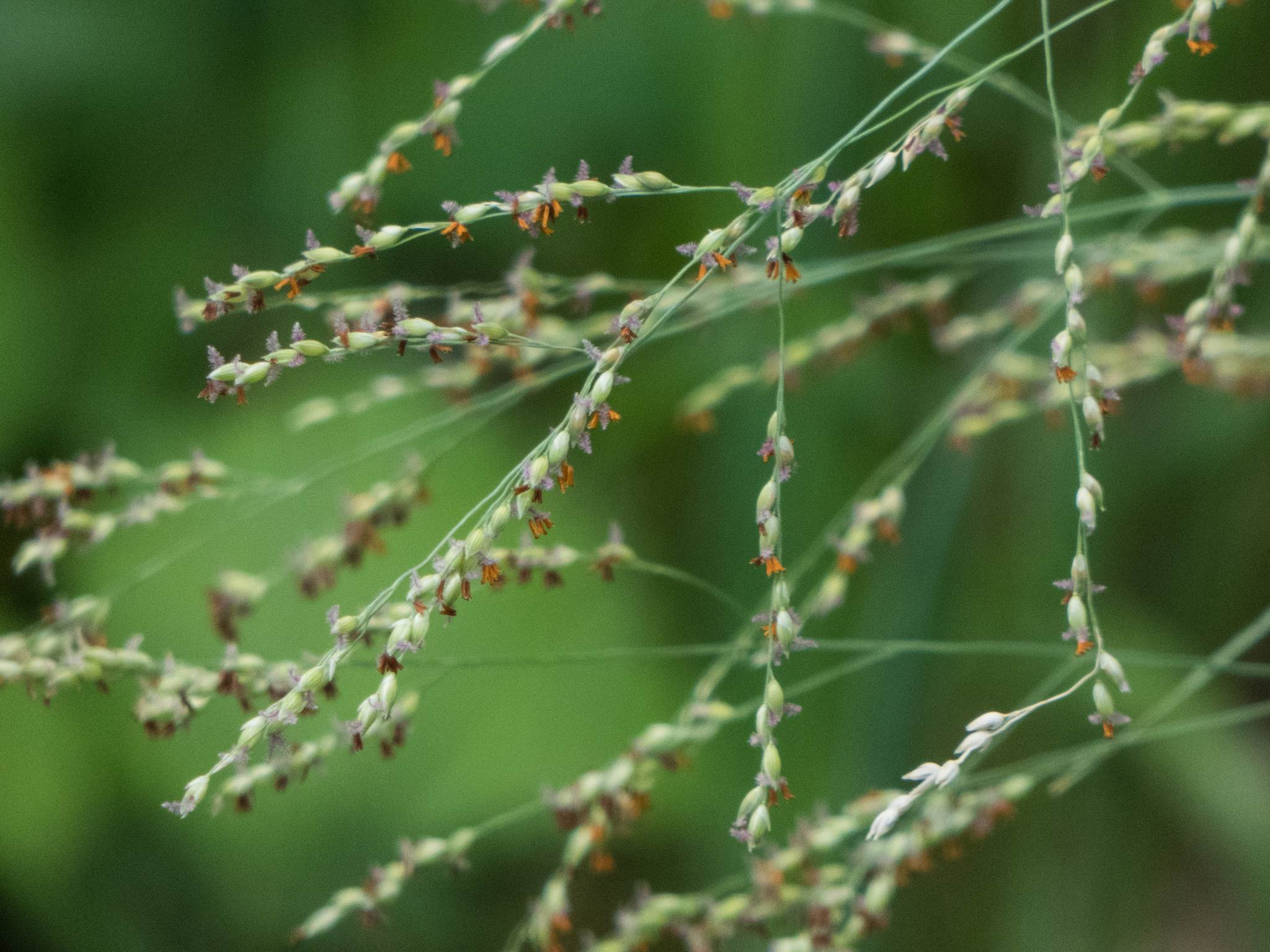 Panicum coloratum