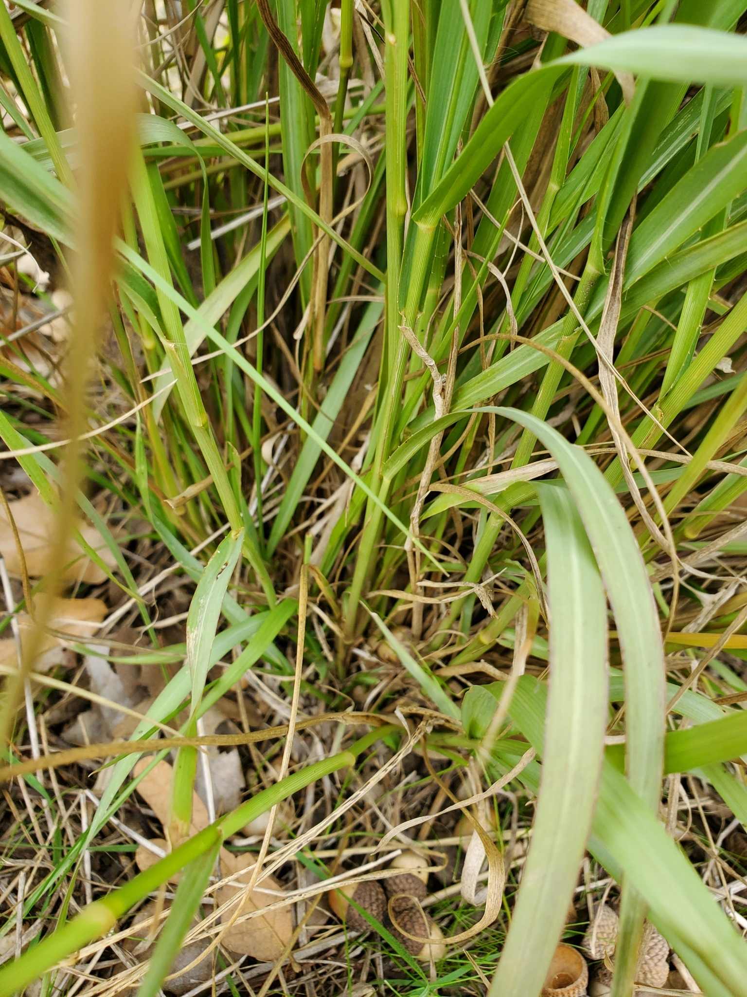 Panicum coloratum