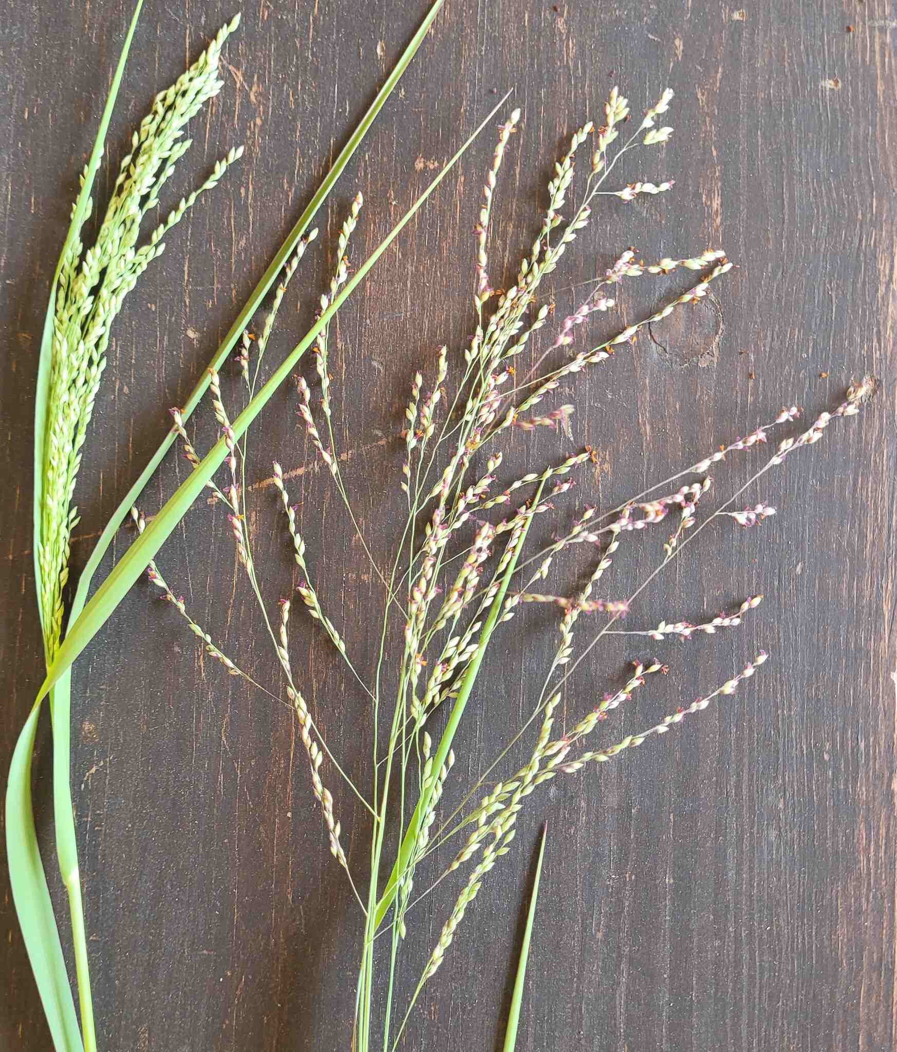 Panicum coloratum