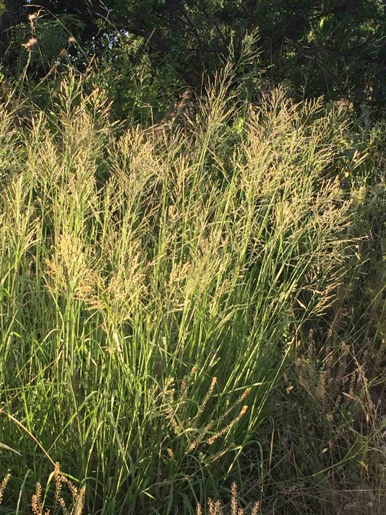 Panicum coloratum