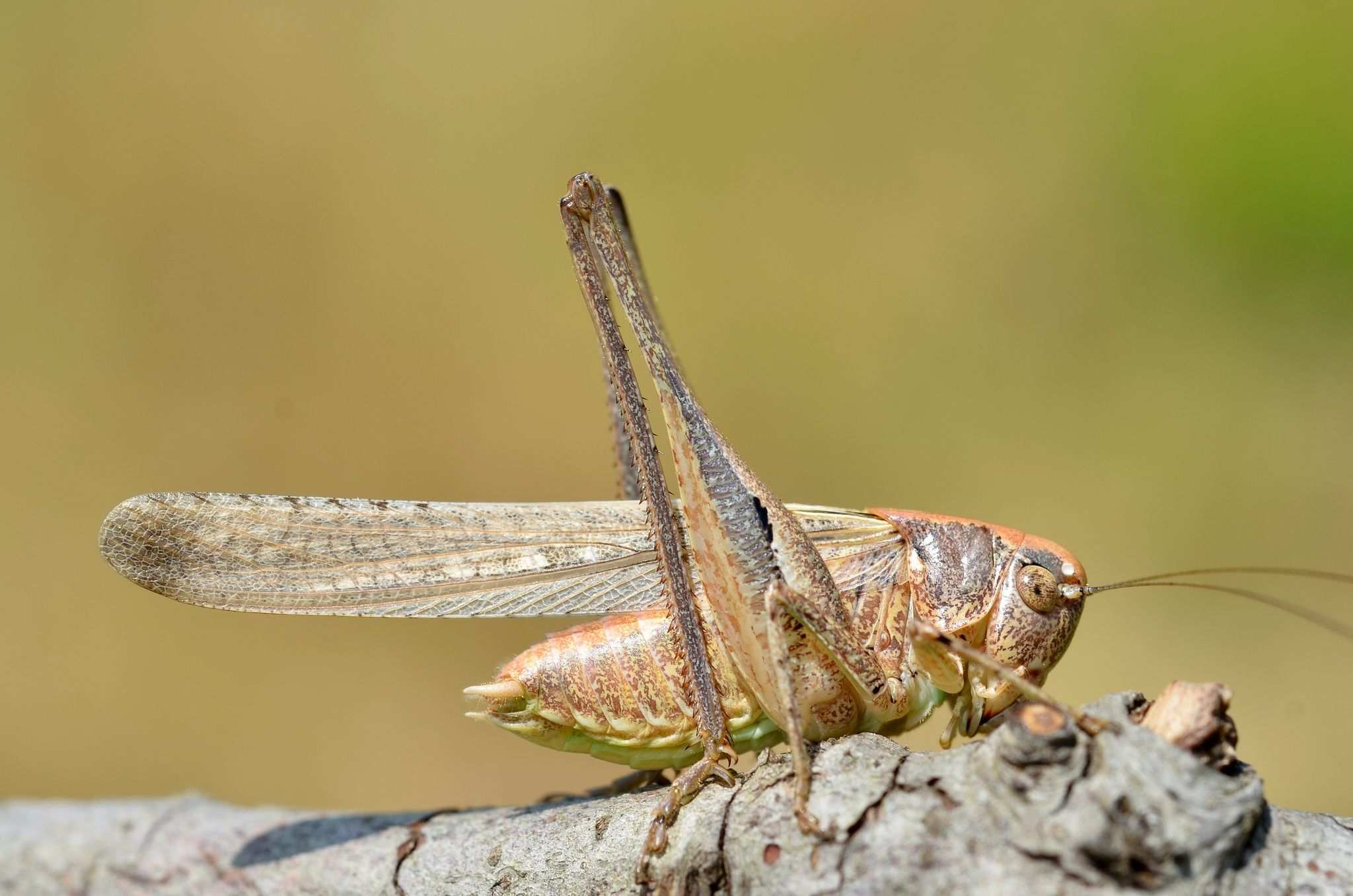 Platycleis intermedia