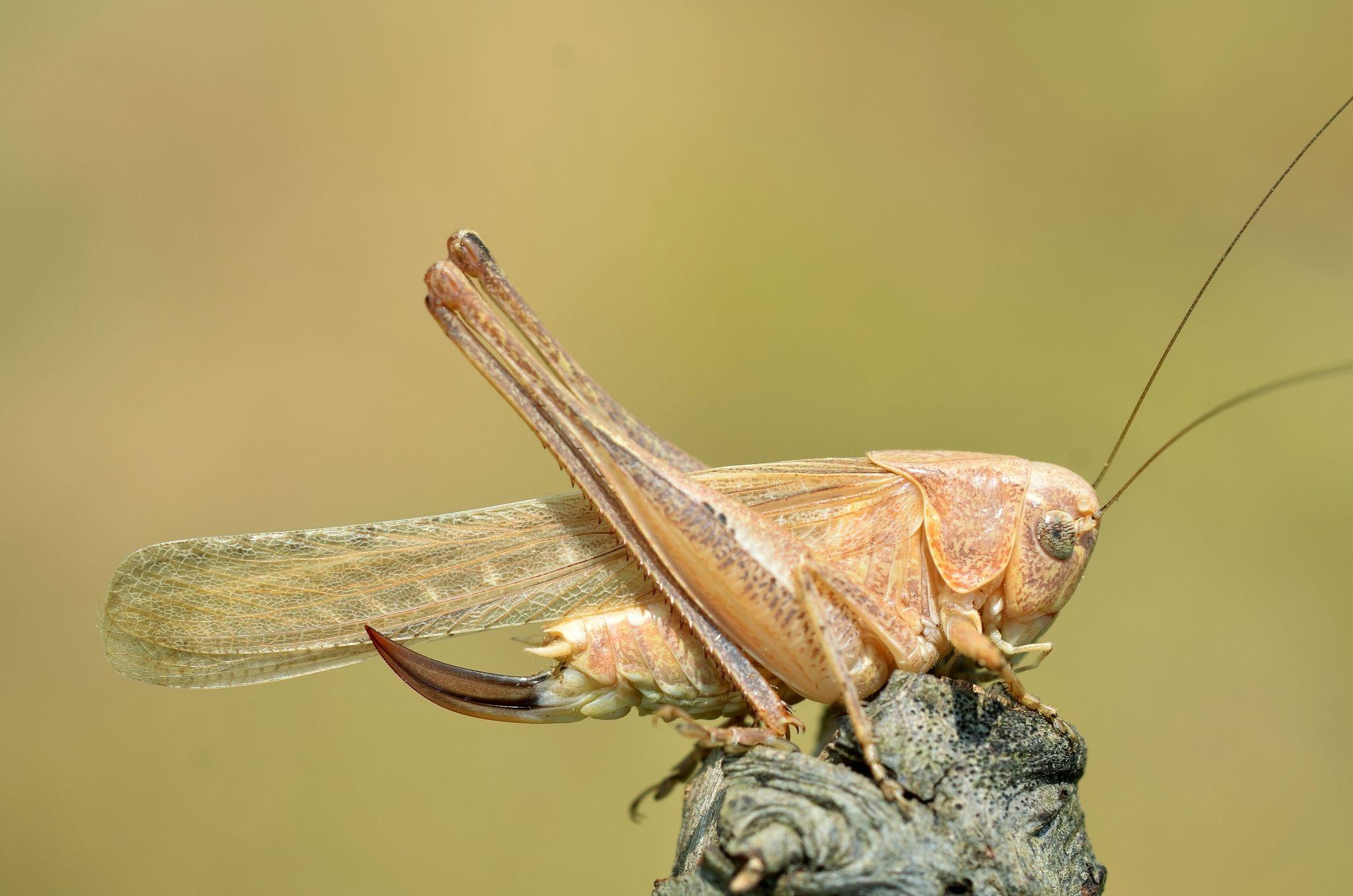 Platycleis intermedia
