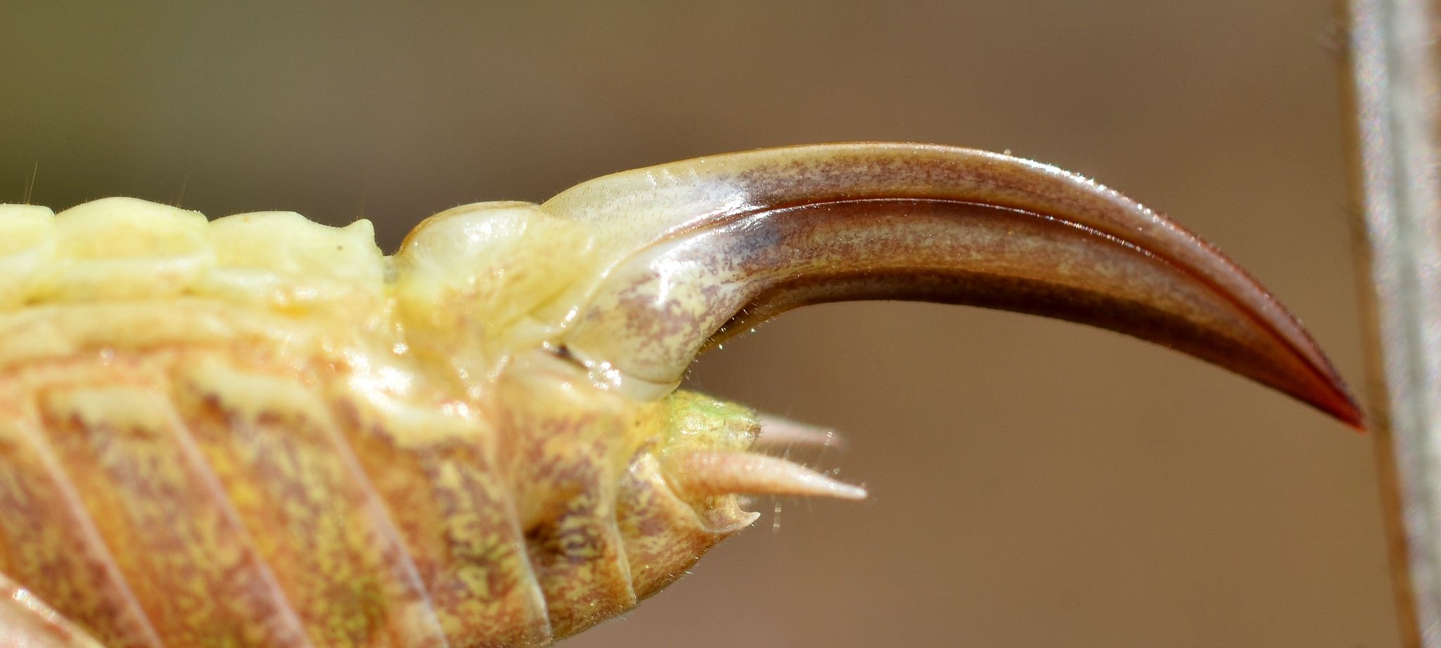 Platycleis intermedia