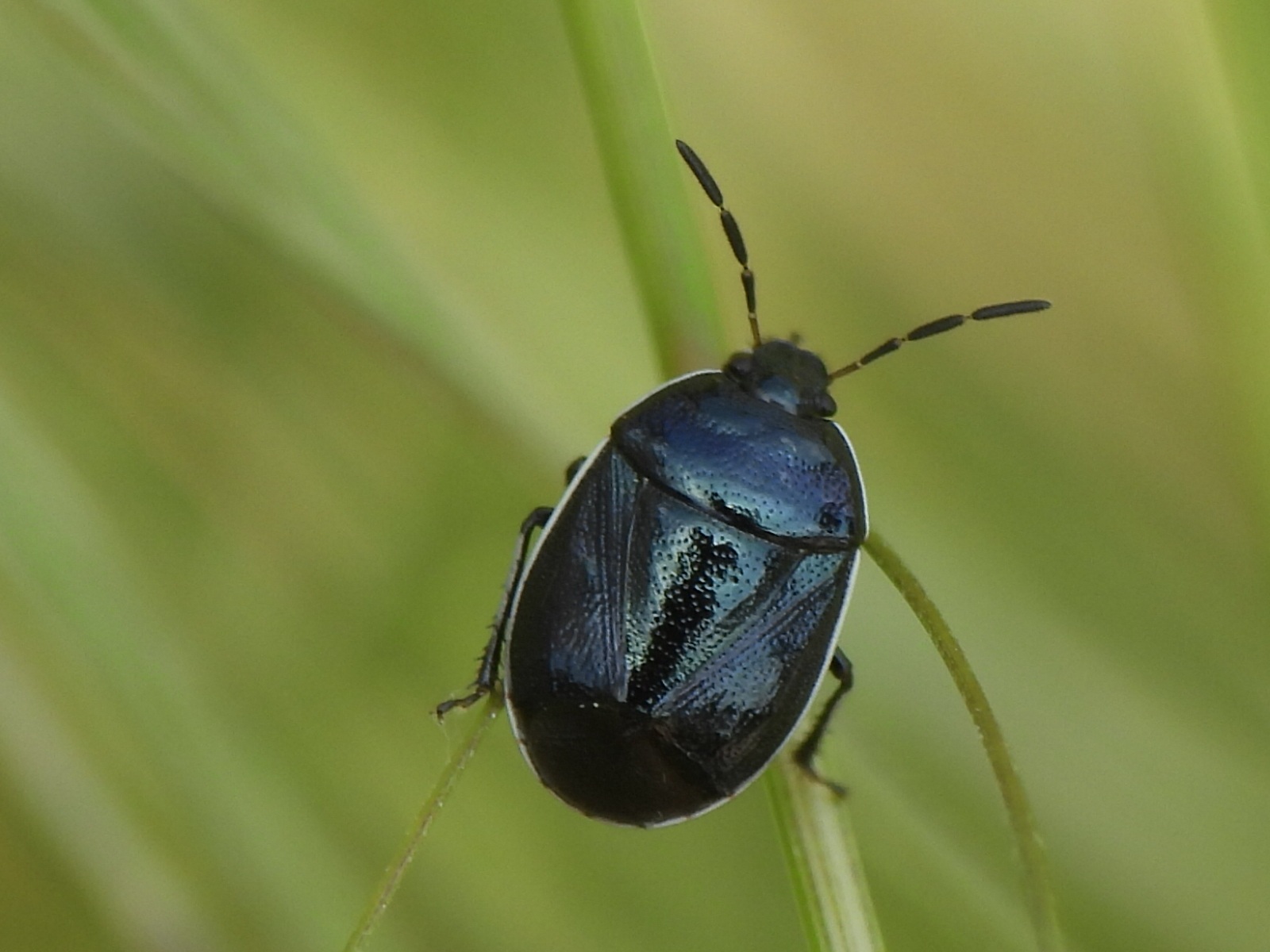 Sehirus