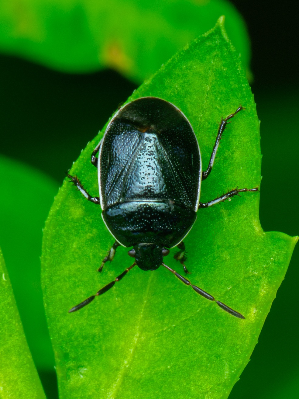 Sehirus