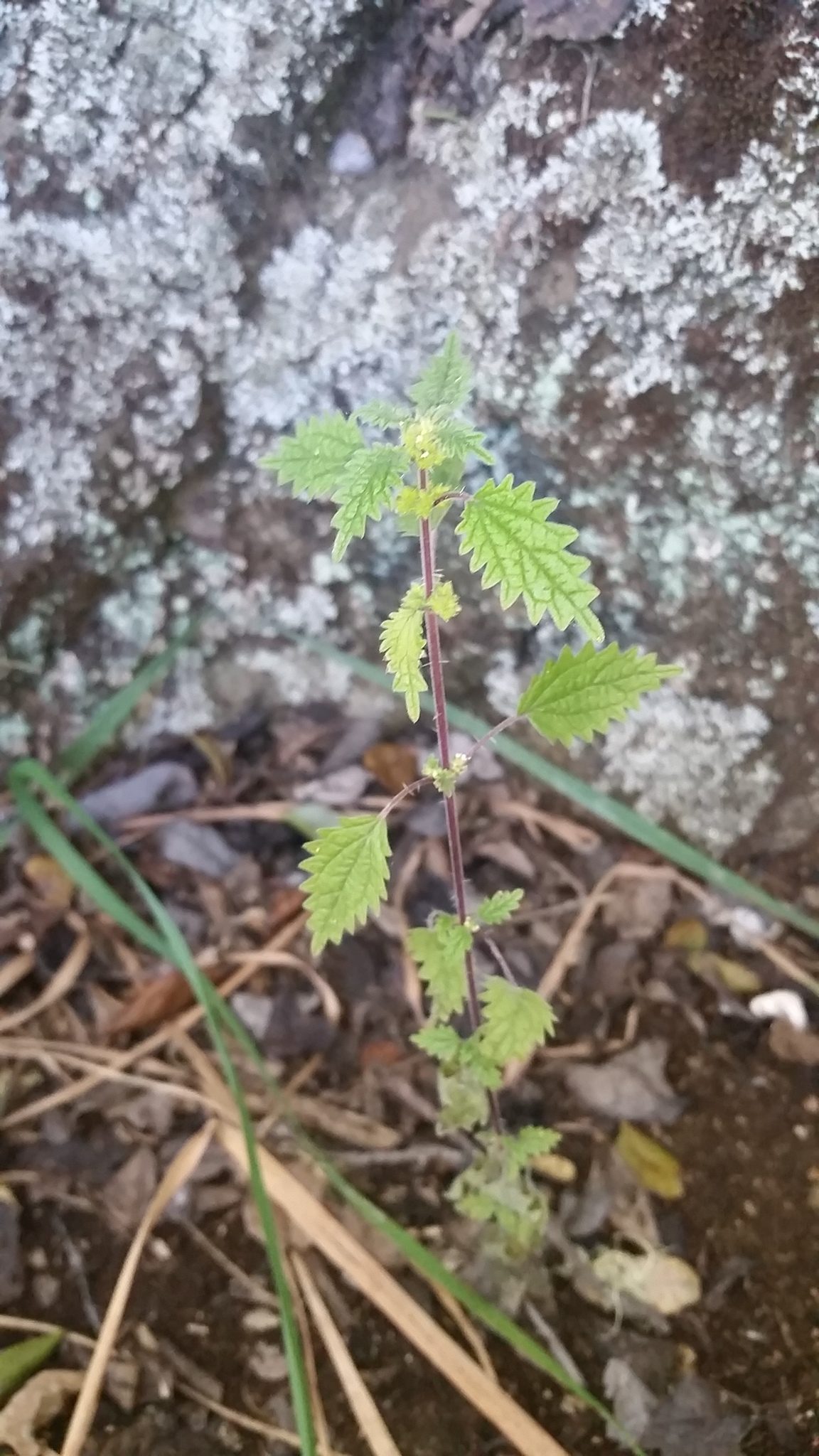 Hesperocnide sandwicensis