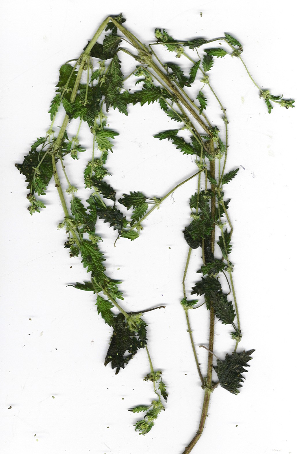 Hesperocnide sandwicensis