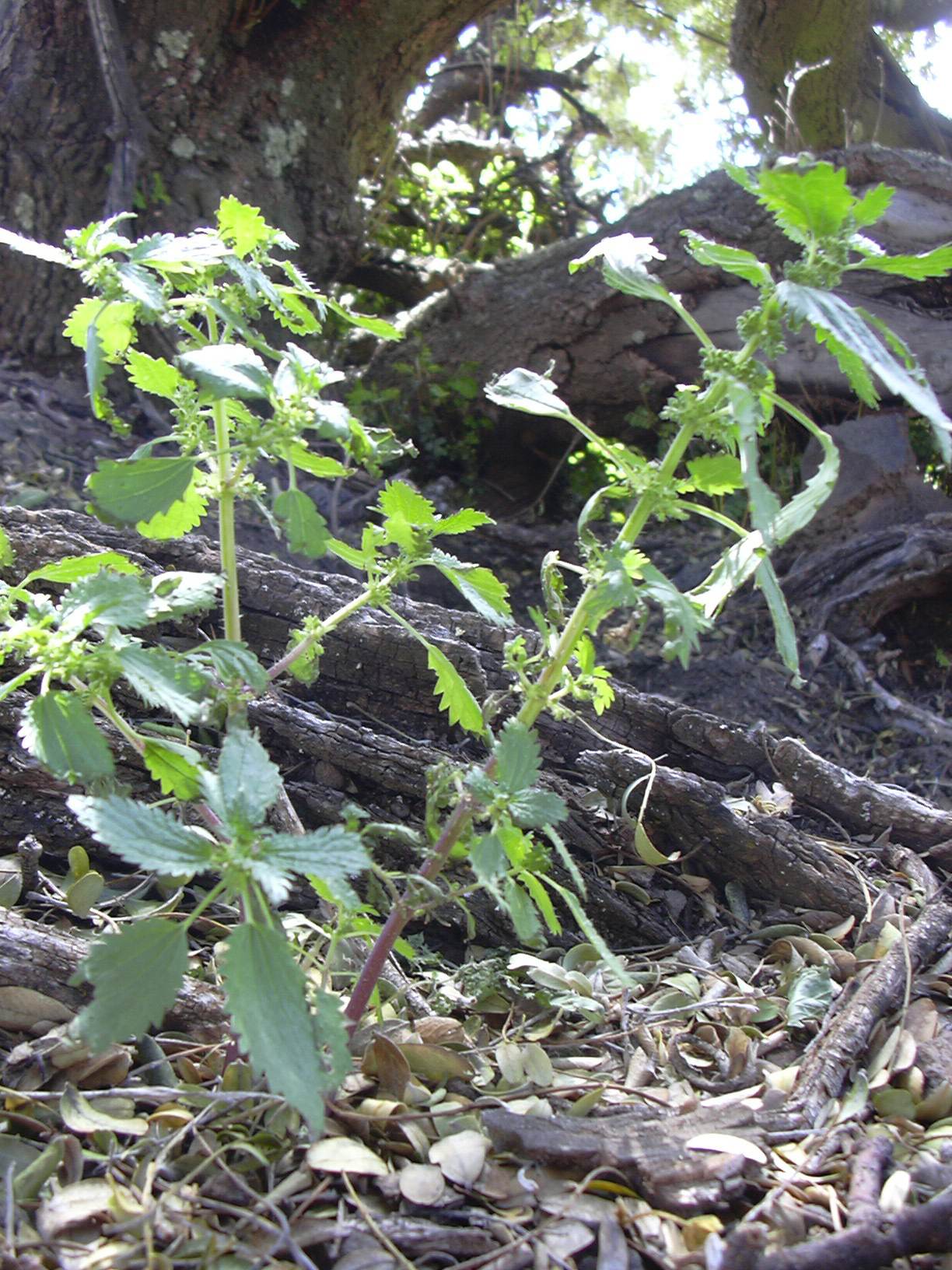 Hesperocnide sandwicensis