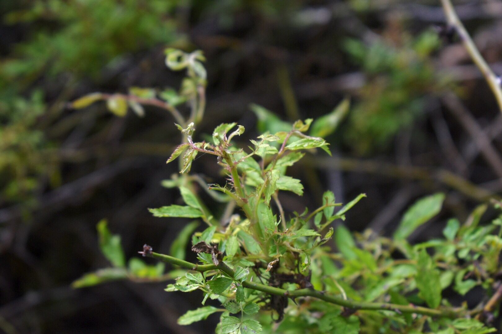 Phyllocoptes fructiphilus