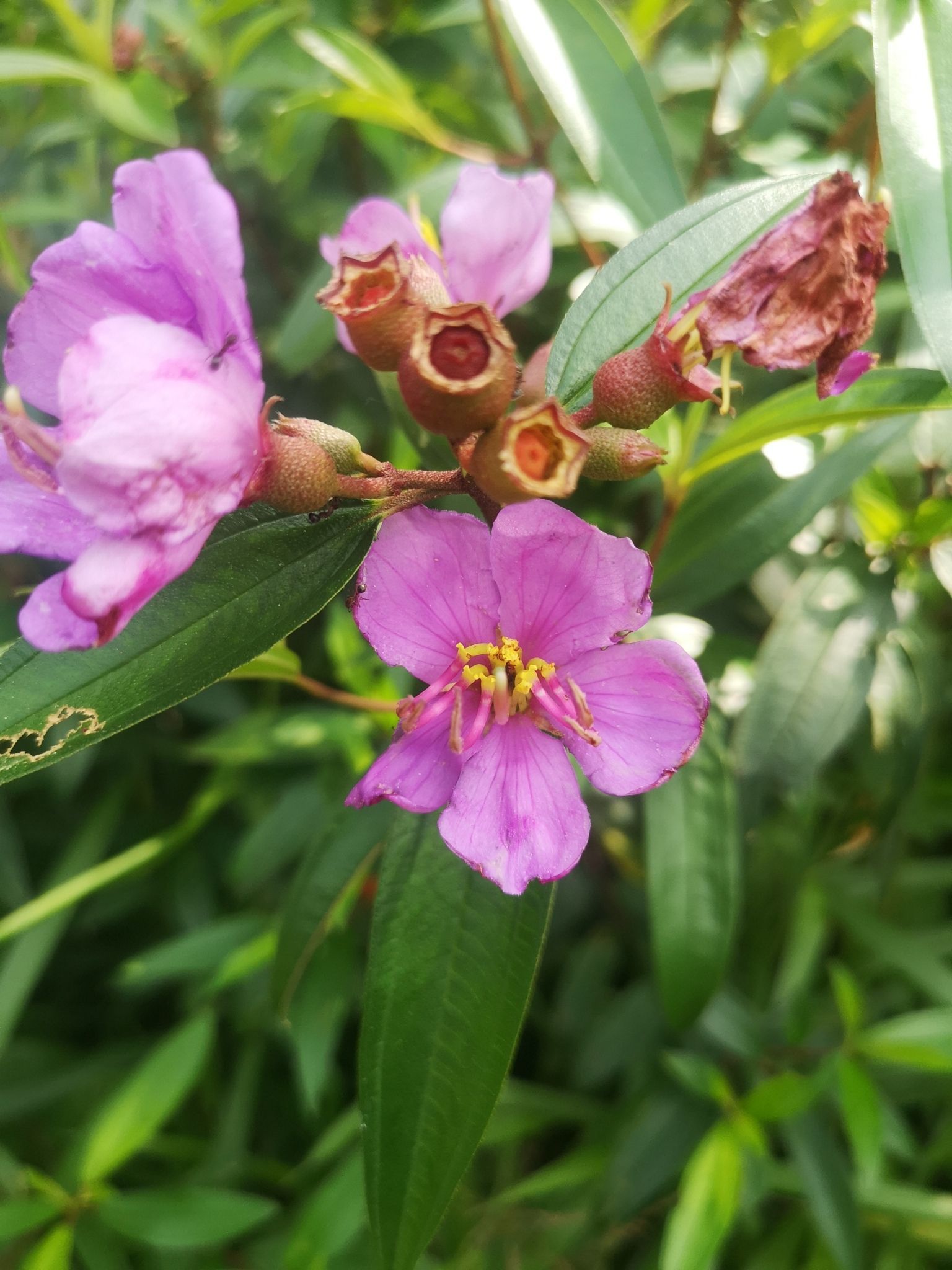 Melastoma malabathricum