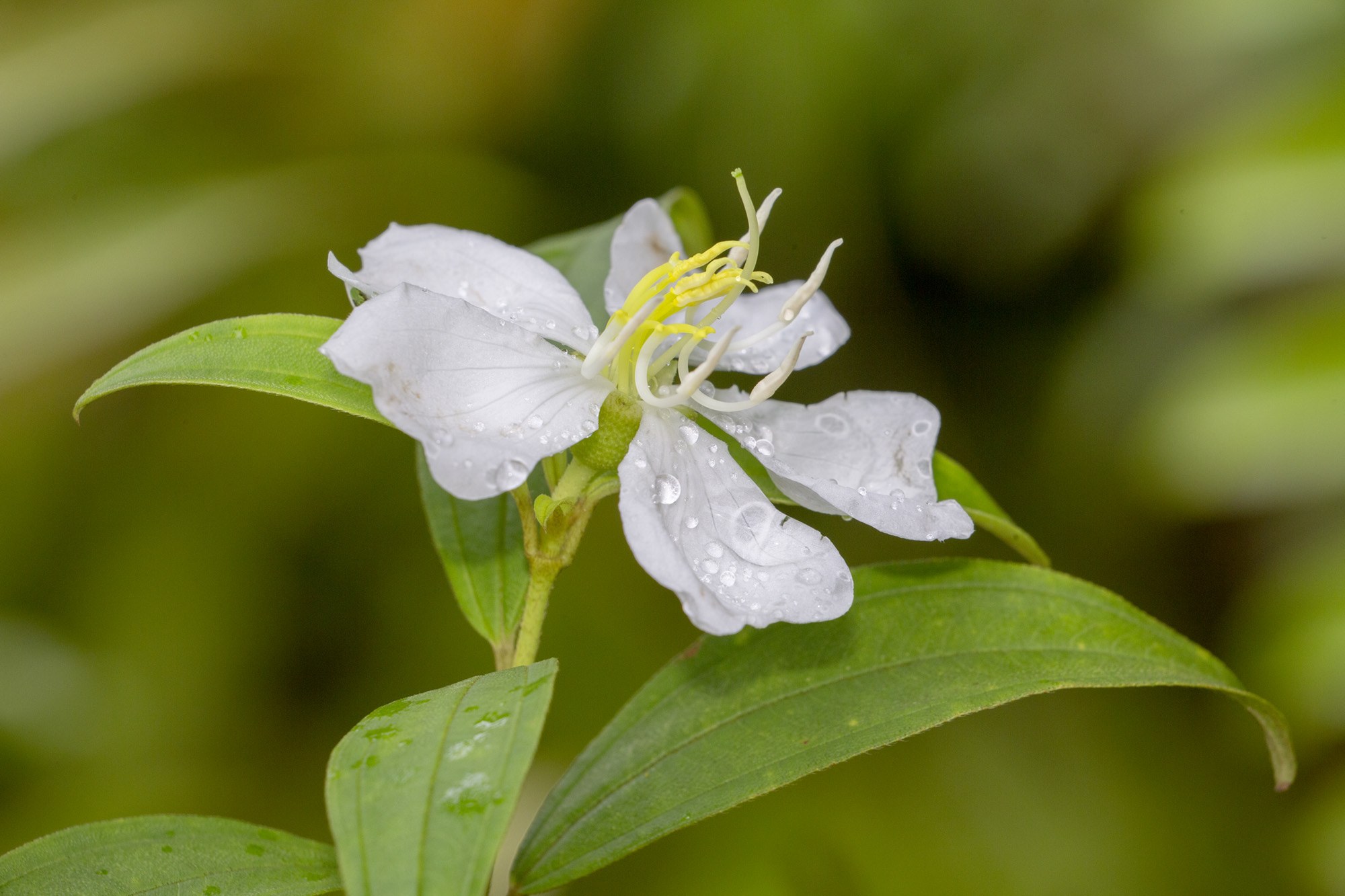 Melastoma malabathricum